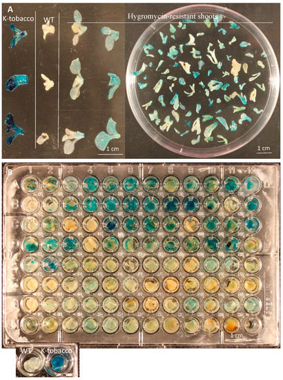 tobacco genome size Gene Editing Profiles in 94 CRISPR-Cas9 Expressing T0 Transgenic Tobacco  Lines Reveal High Frequencies of Chimeric Editing of the Target Gene