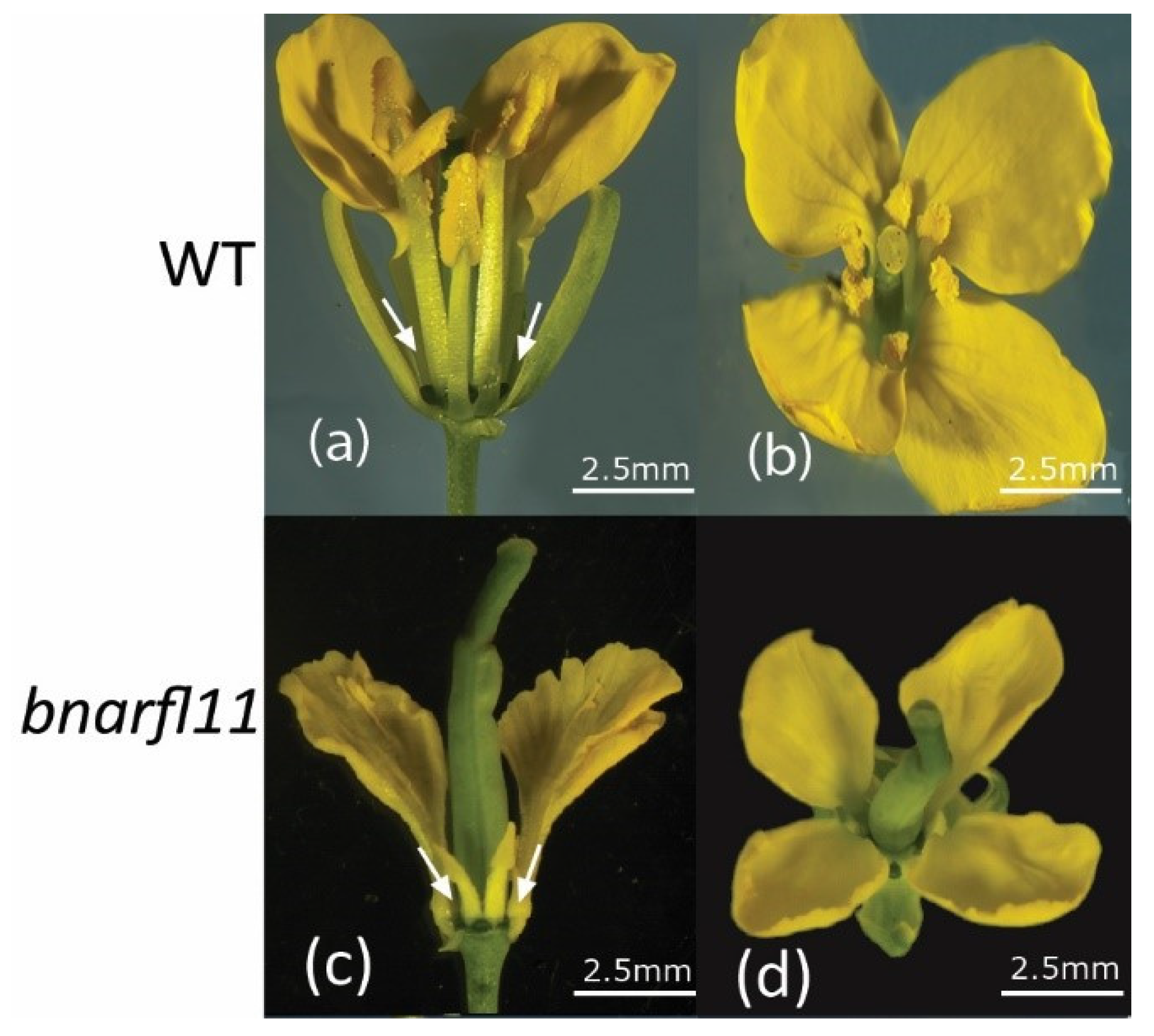 Plants 11 03501 g005