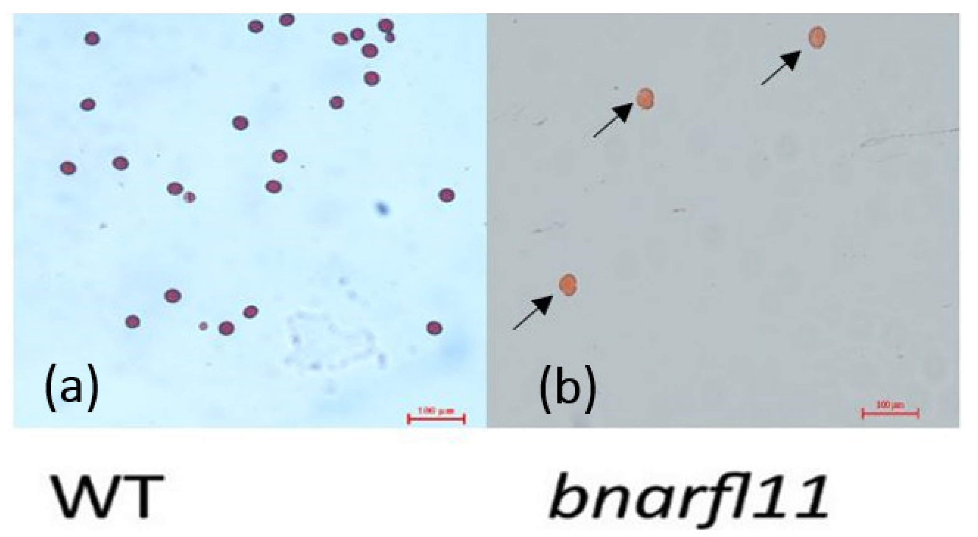 Plants 11 03501 g006