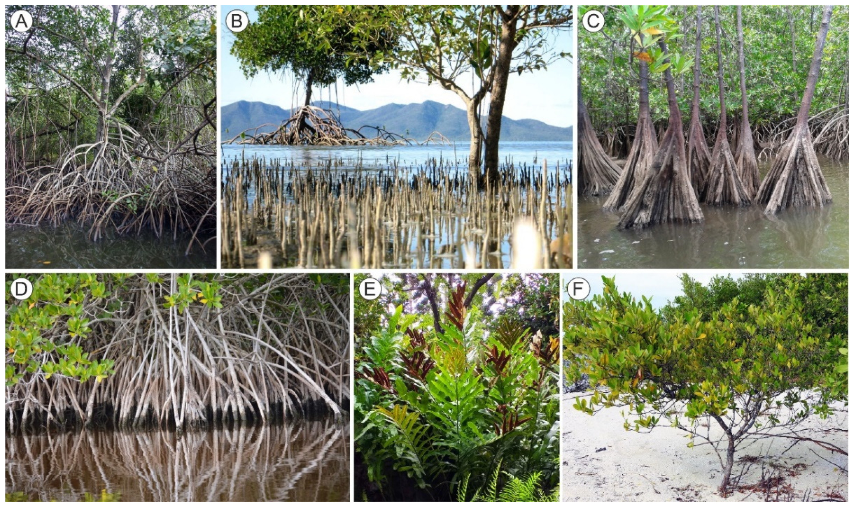 Plants 11 03502 g002 Plants 11 03502 g002