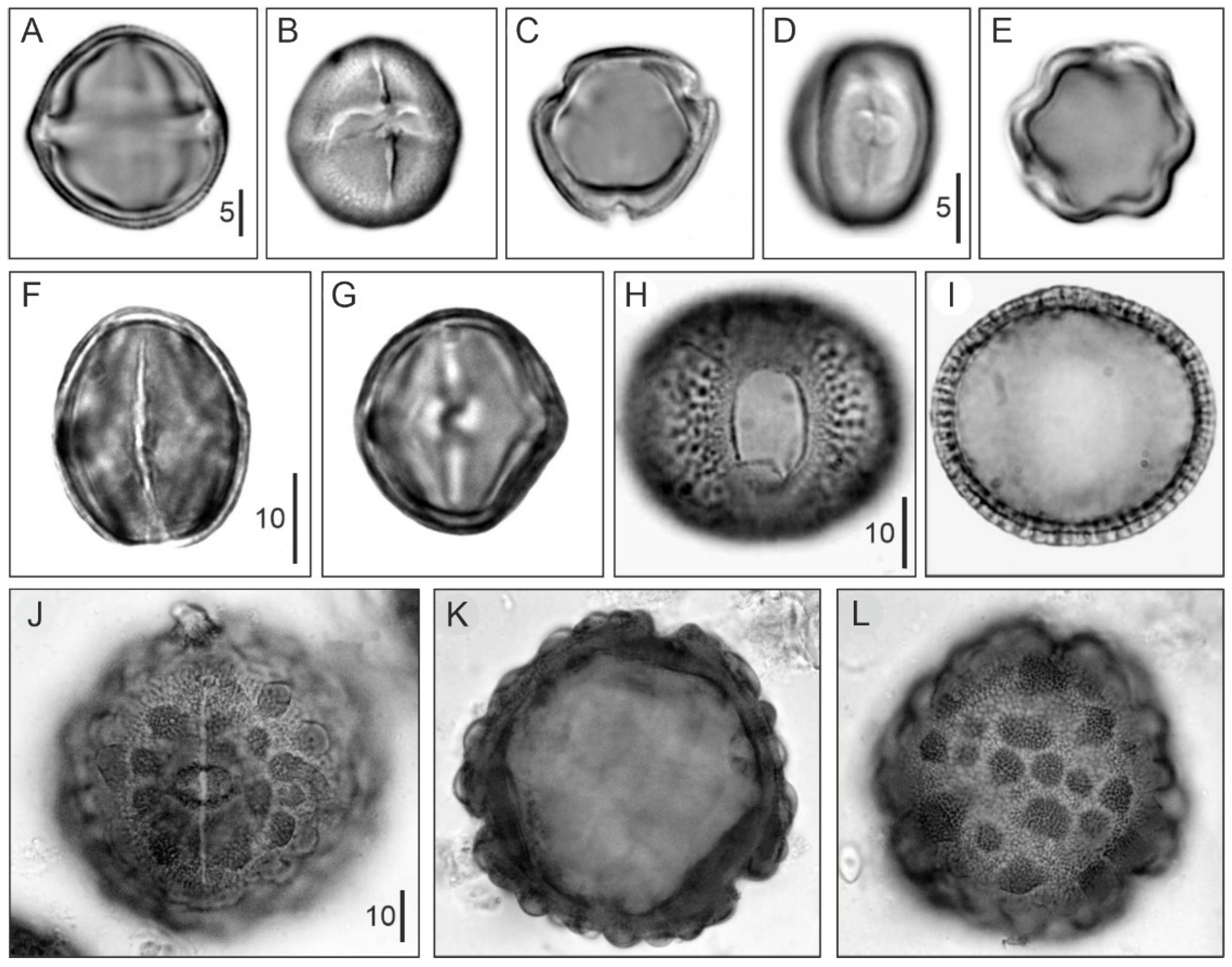 Plants 11 03502 g006 Plants 11 03502 g006