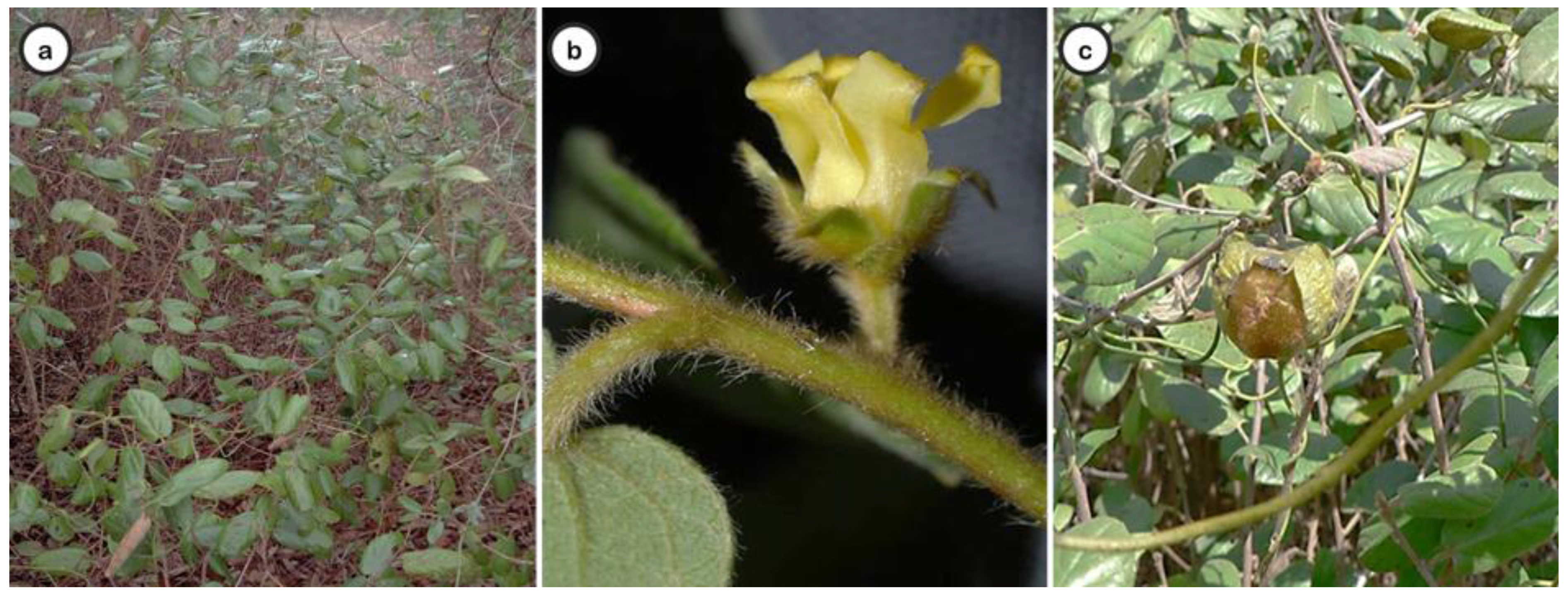 Plants 11 03506 g001 Plants 11 03506 g001