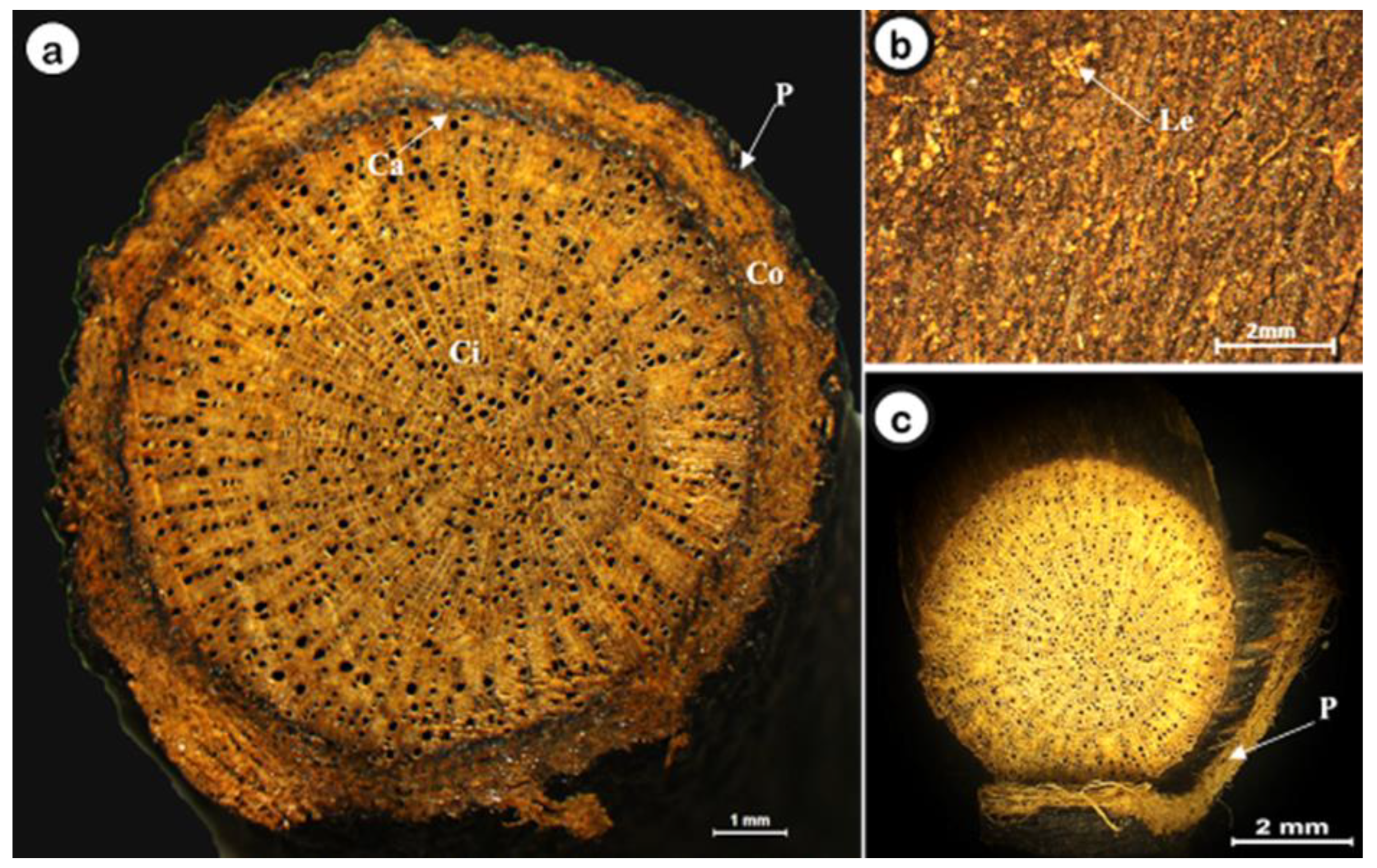 Plants 11 03506 g002 Plants 11 03506 g002