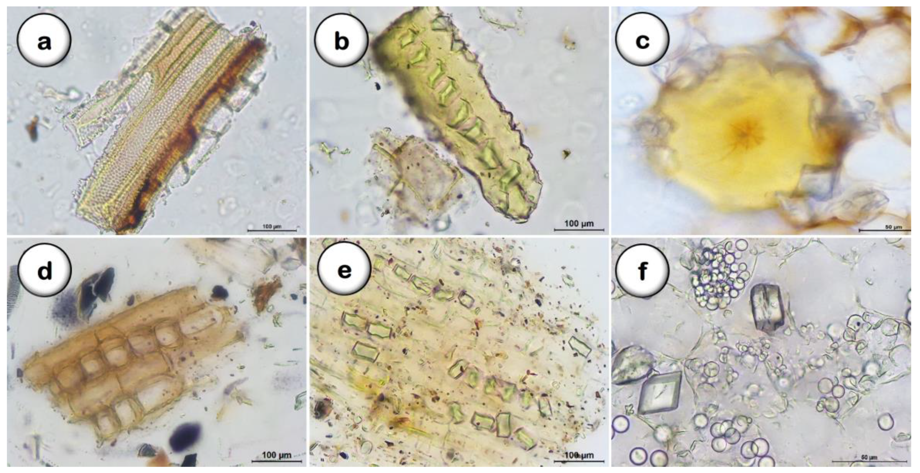 Plants 11 03506 g005 Plants 11 03506 g005