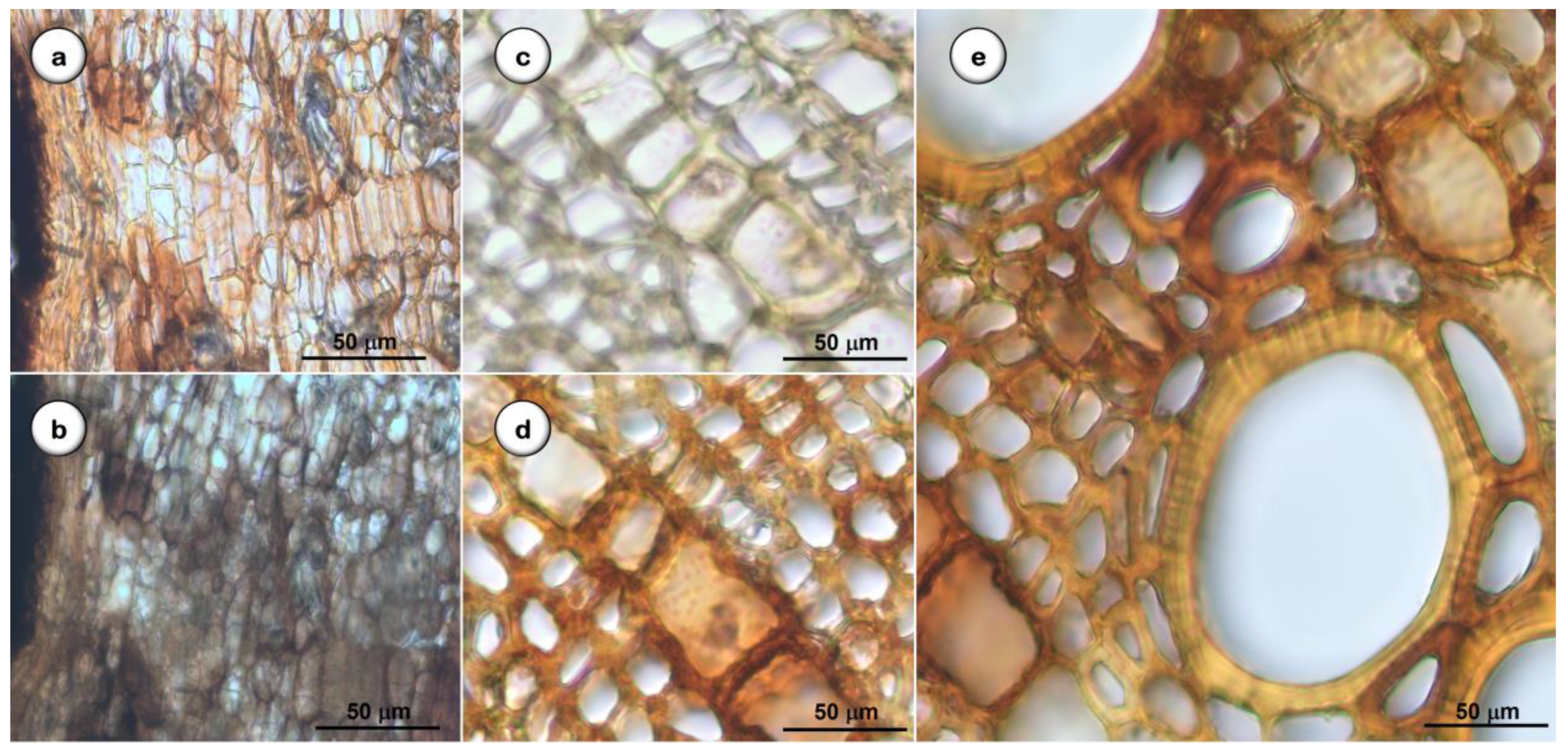 Plants 11 03506 g006 Plants 11 03506 g006