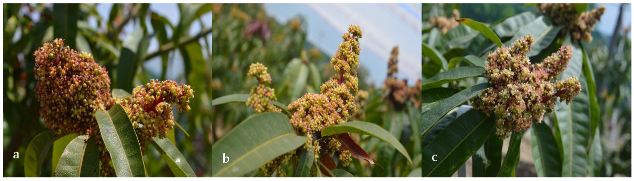 Plants 11 03510 g003 Plants 11 03510 g003