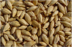 Plants 11 03519 i001