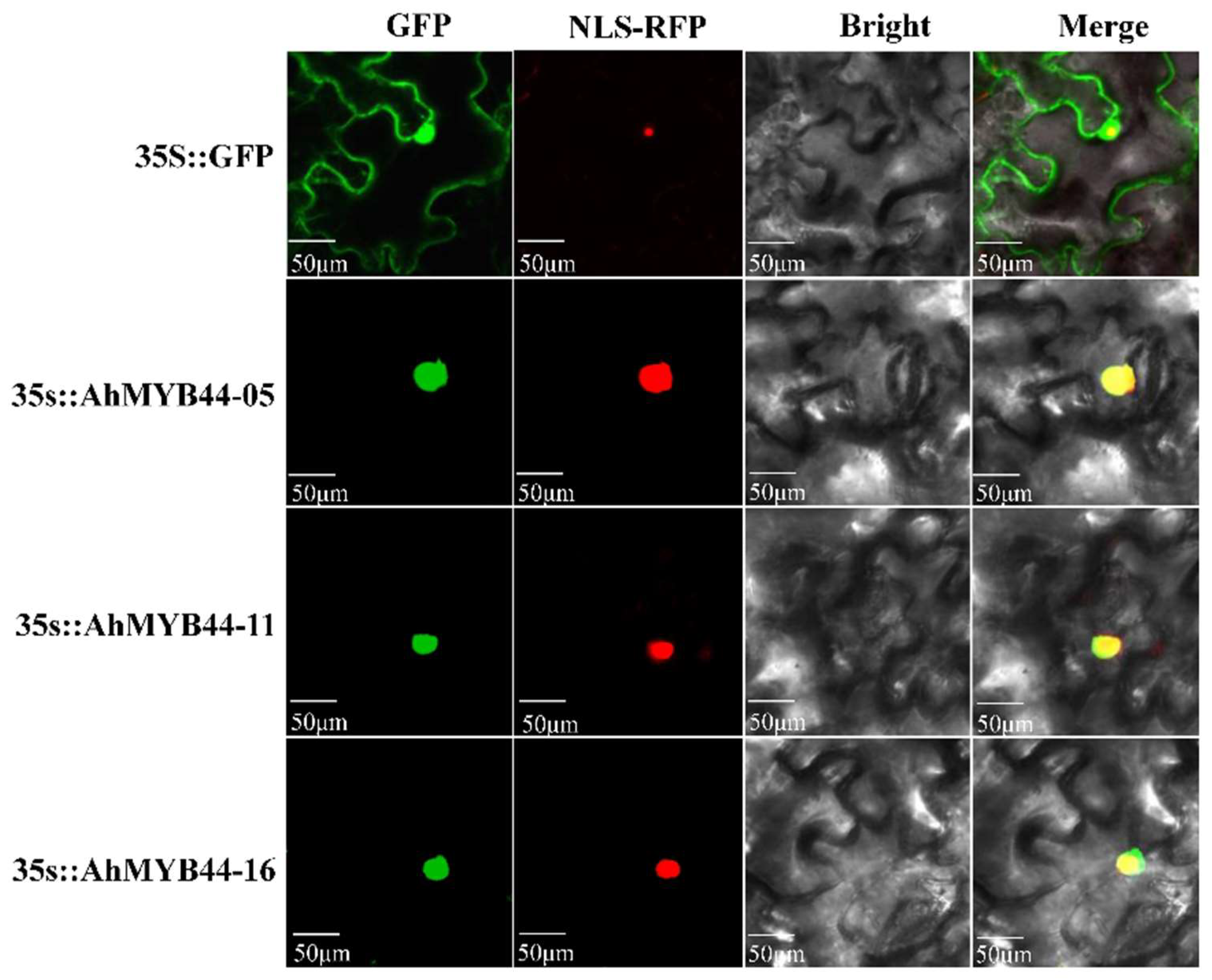 Plants 11 03522 g004 Plants 11 03522 g004