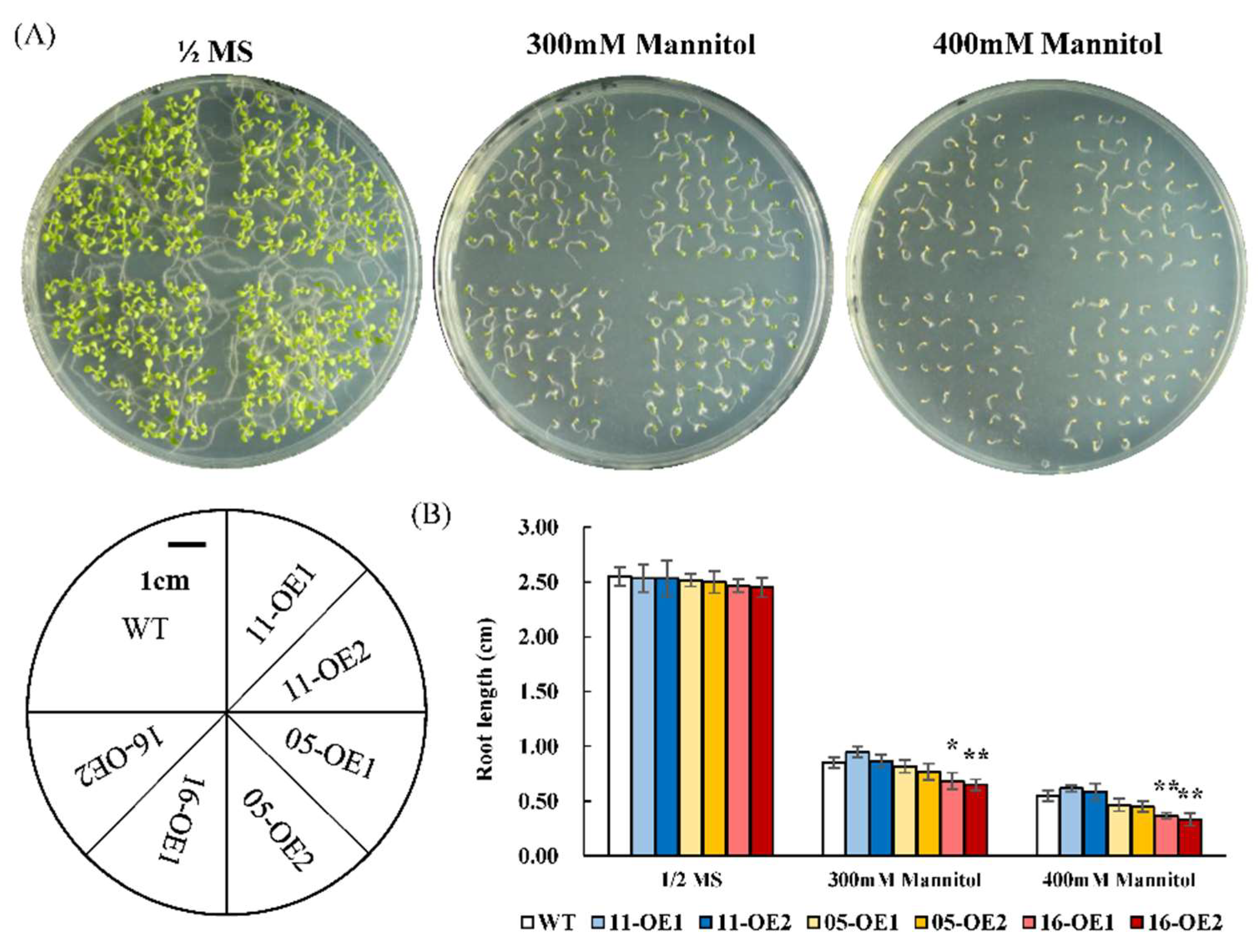 Plants 11 03522 g005 Plants 11 03522 g005