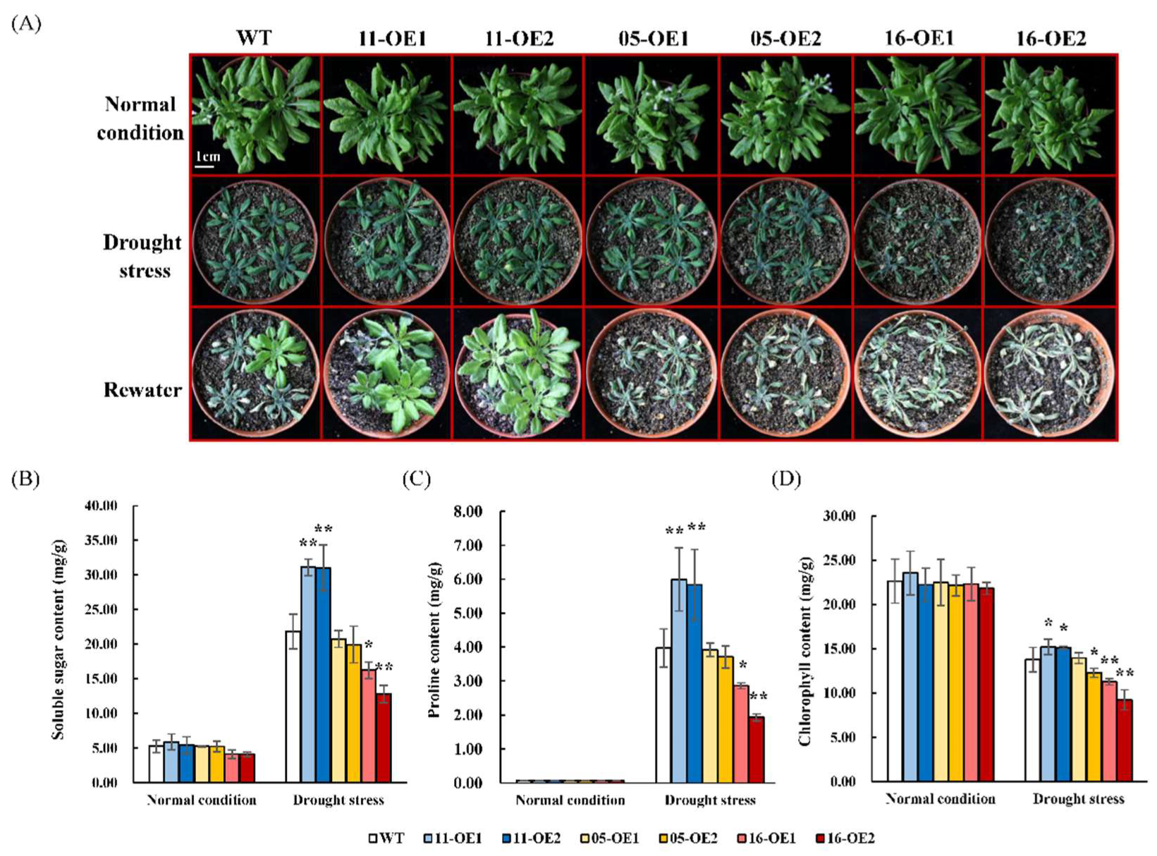 Plants 11 03522 g007 Plants 11 03522 g007