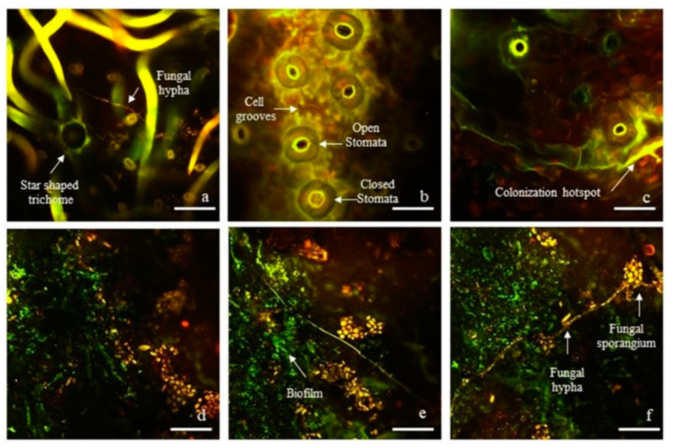 Plants 11 03528 g001 Plants 11 03528 g001