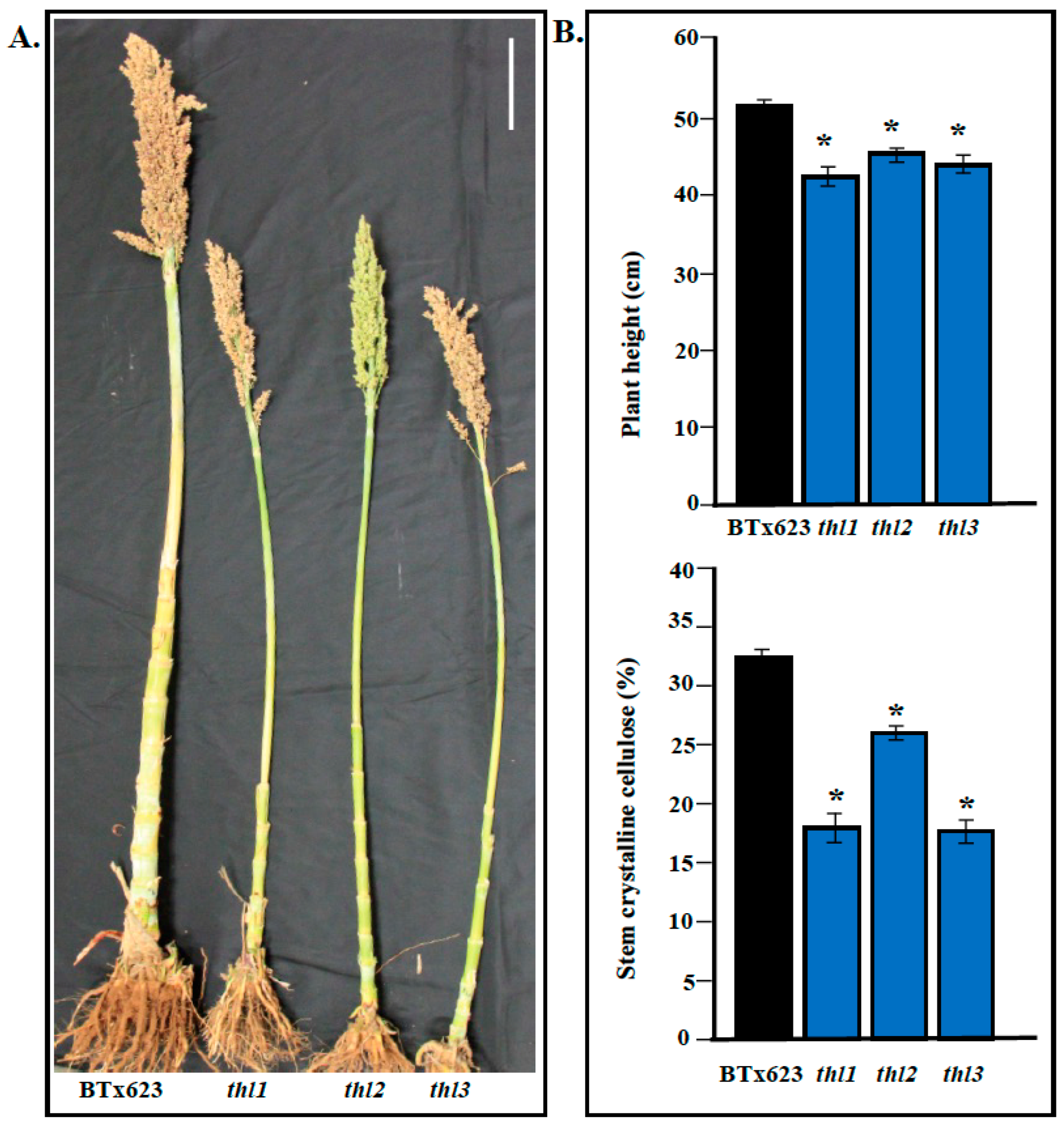 Plants 11 03531 g003 Plants 11 03531 g003