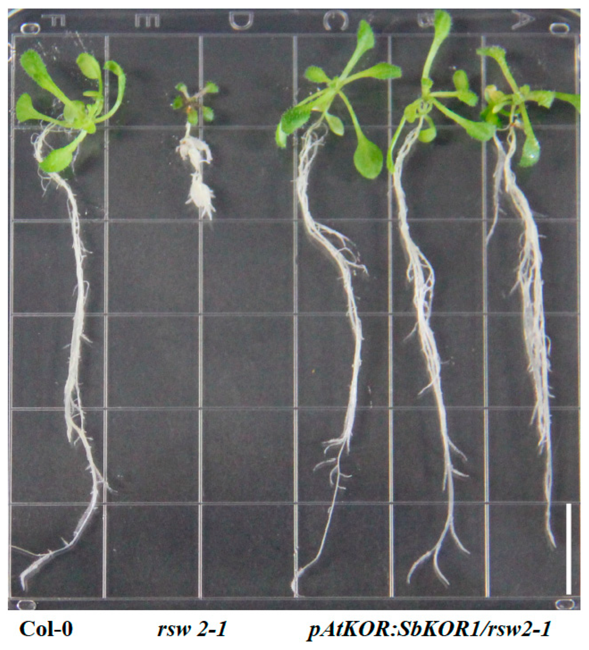 Plants 11 03531 g005 Plants 11 03531 g005