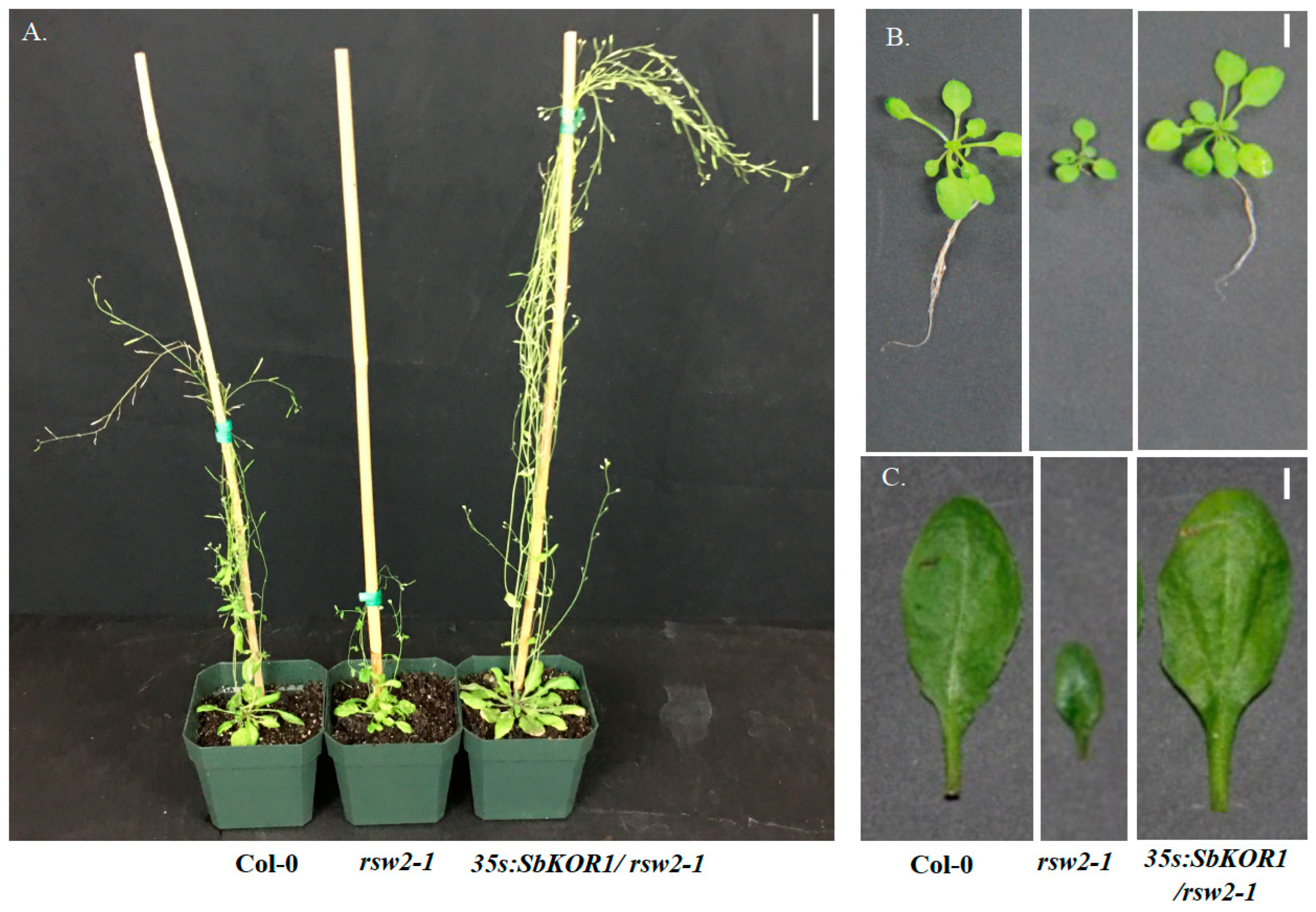 Plants 11 03531 g006 Plants 11 03531 g006