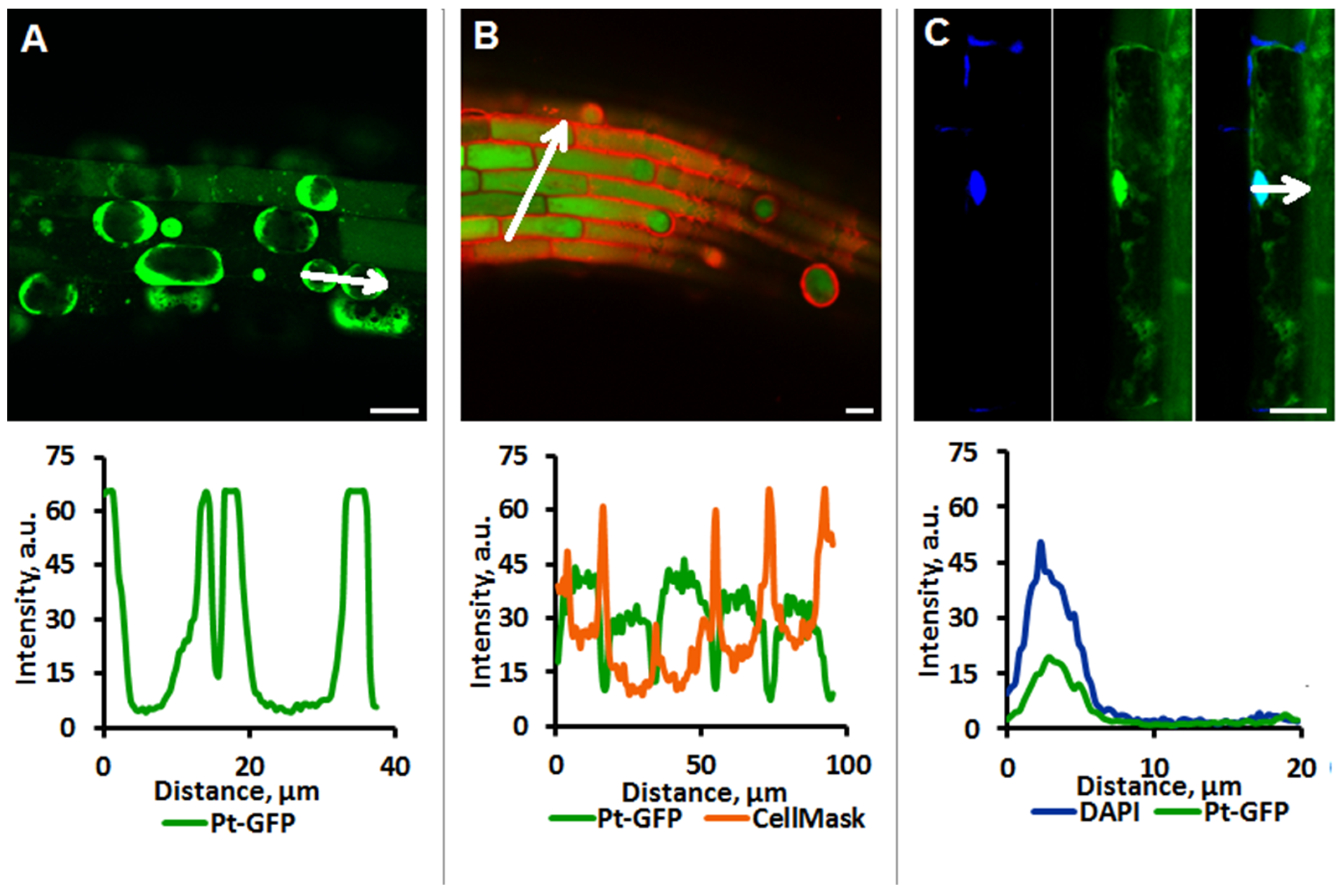 Plants 11 03532 g002