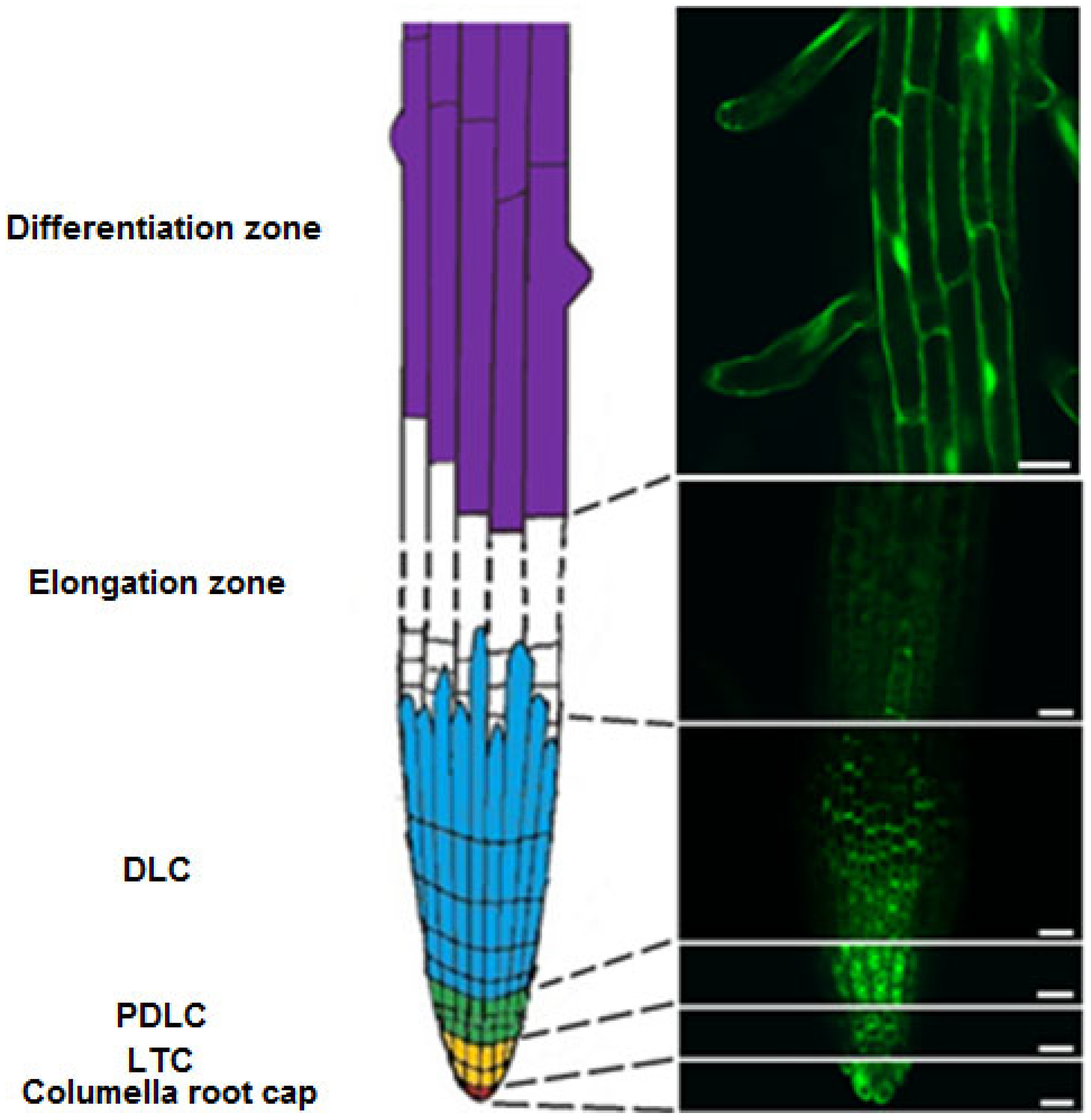 Plants 11 03532 g003