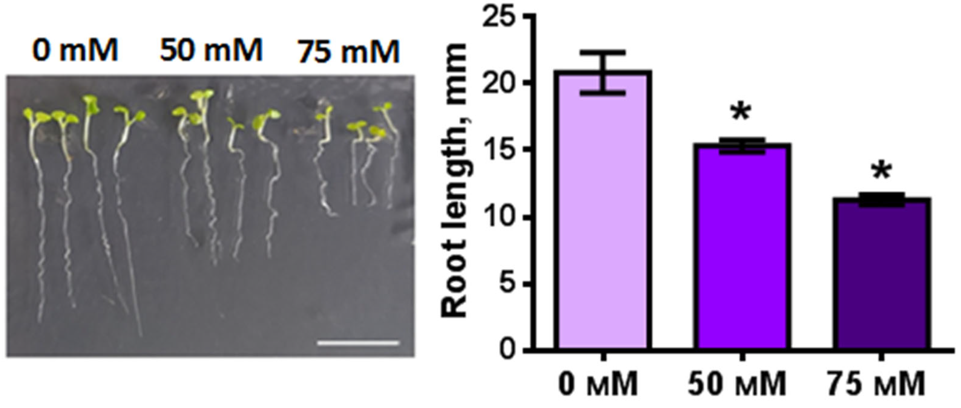 Plants 11 03532 g004