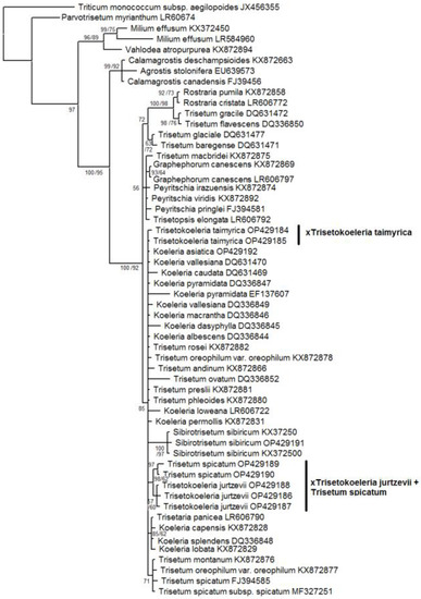 Splitstree Origin of the Rare Hybrid Genus ×Trisetokoeleria Tzvelev (Poaceae ...