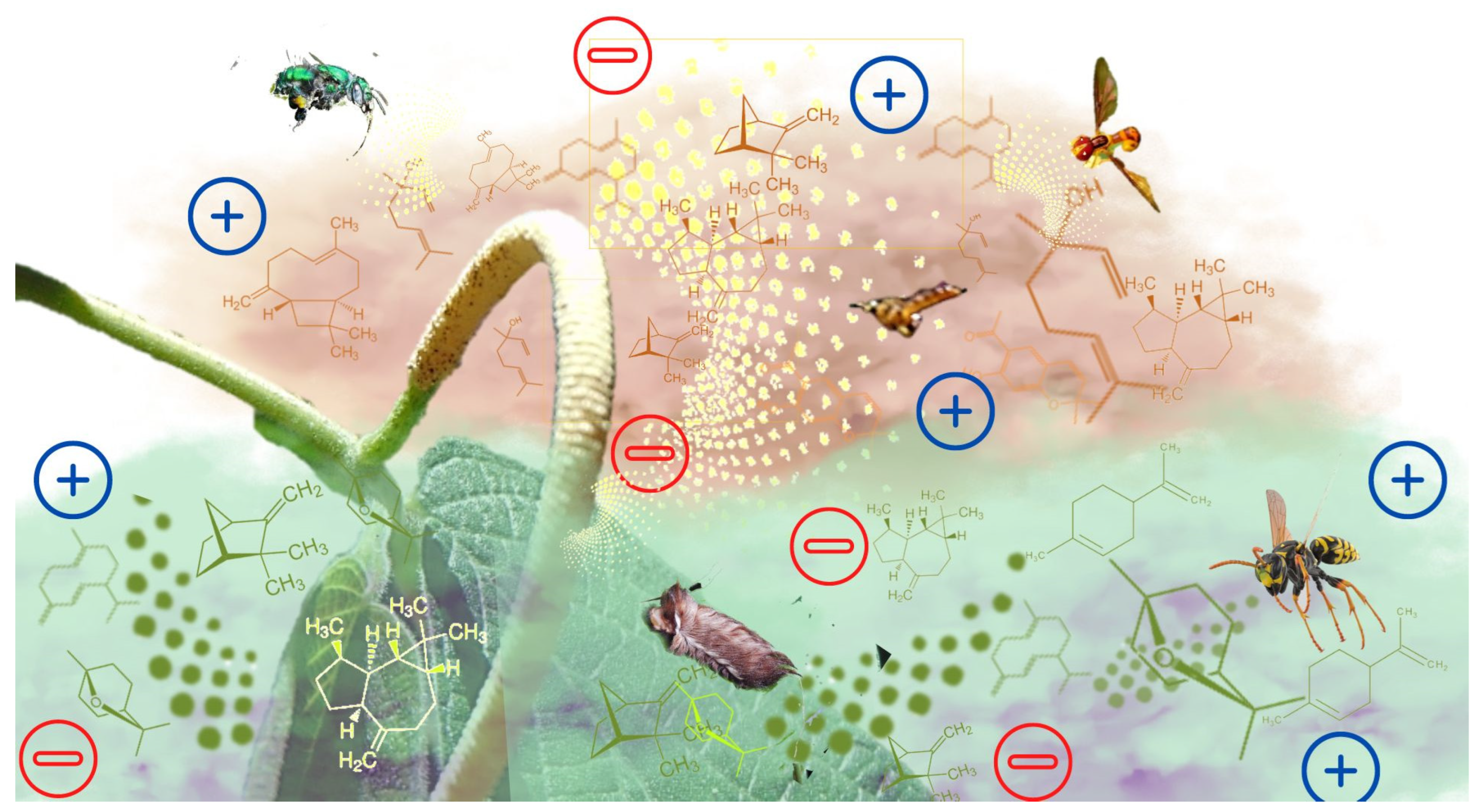 Plants 11 03535 g005 Plants 11 03535 g005