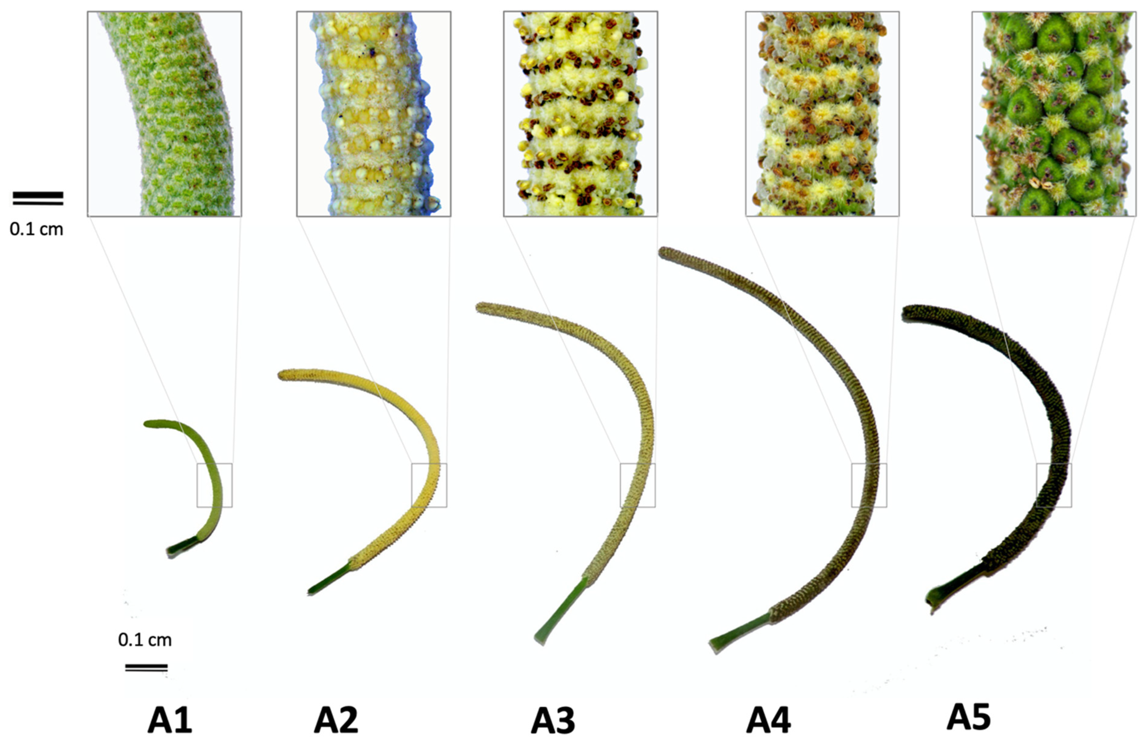 Plants 11 03535 g006 Plants 11 03535 g006