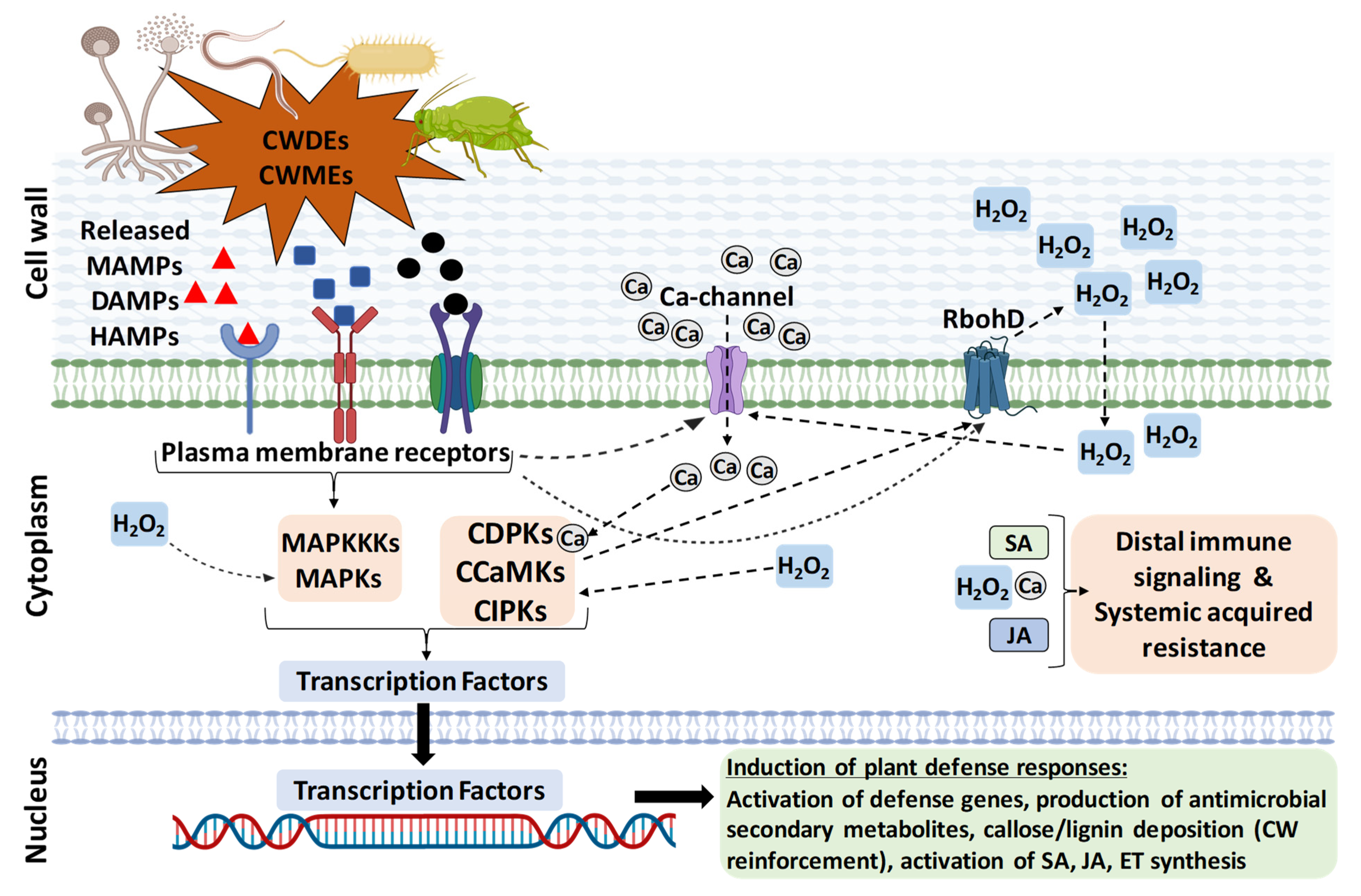 Plants 11 03539 g001 Plants 11 03539 g001