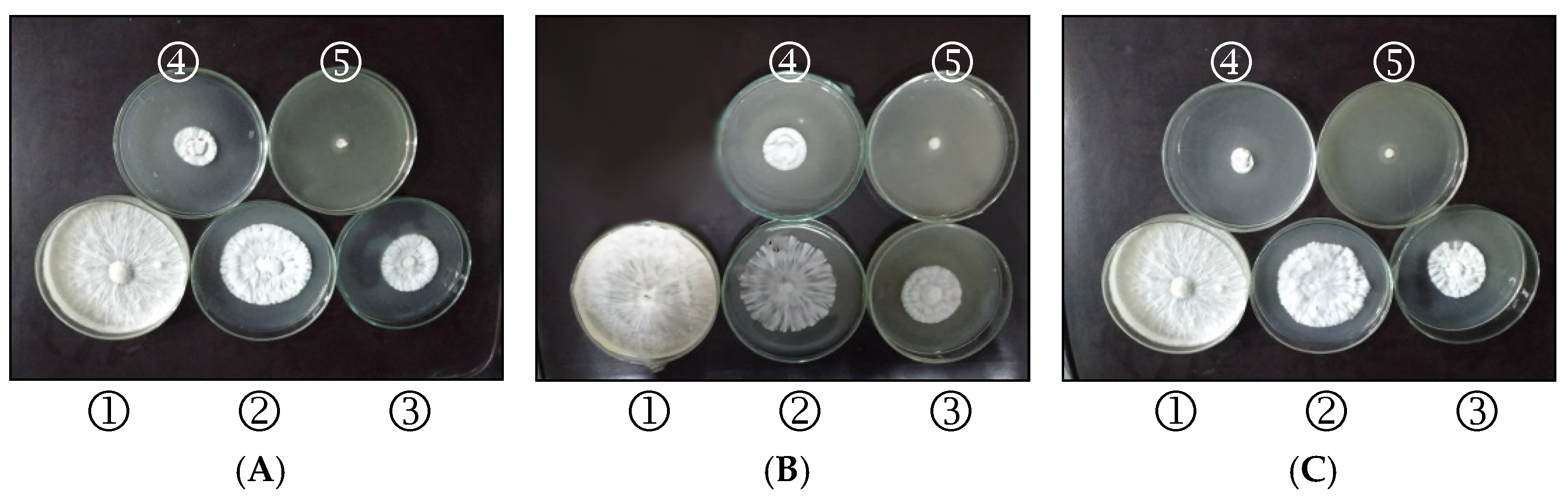 Plants 11 03542 g001 Plants 11 03542 g001