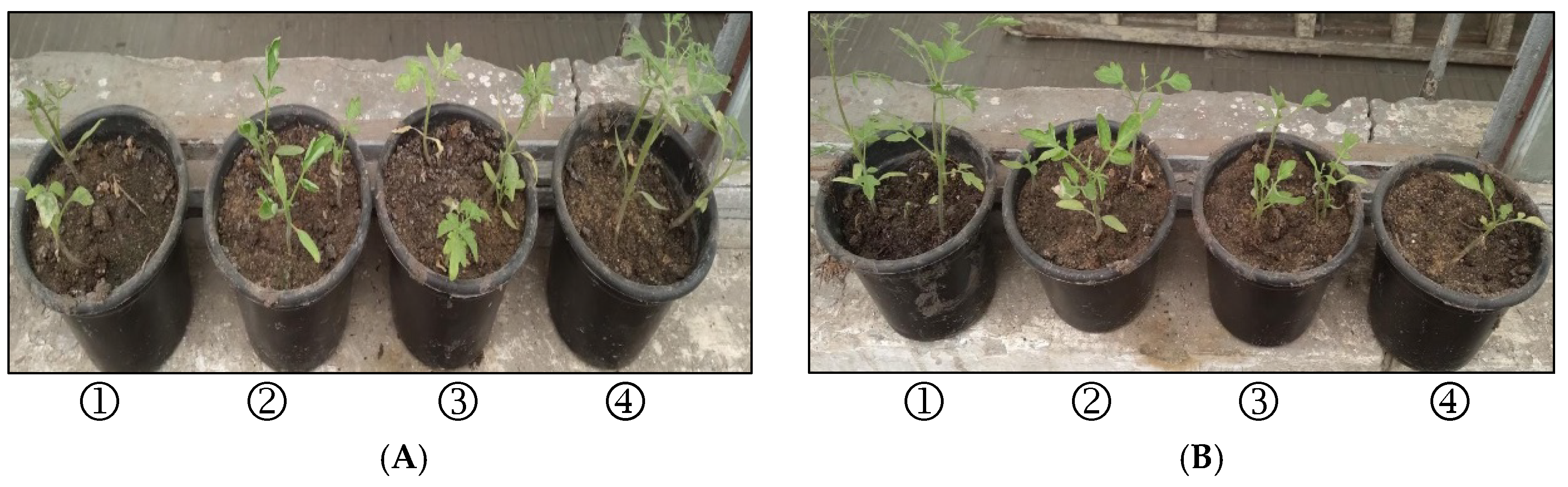 Plants 11 03542 g002a Plants 11 03542 g002a