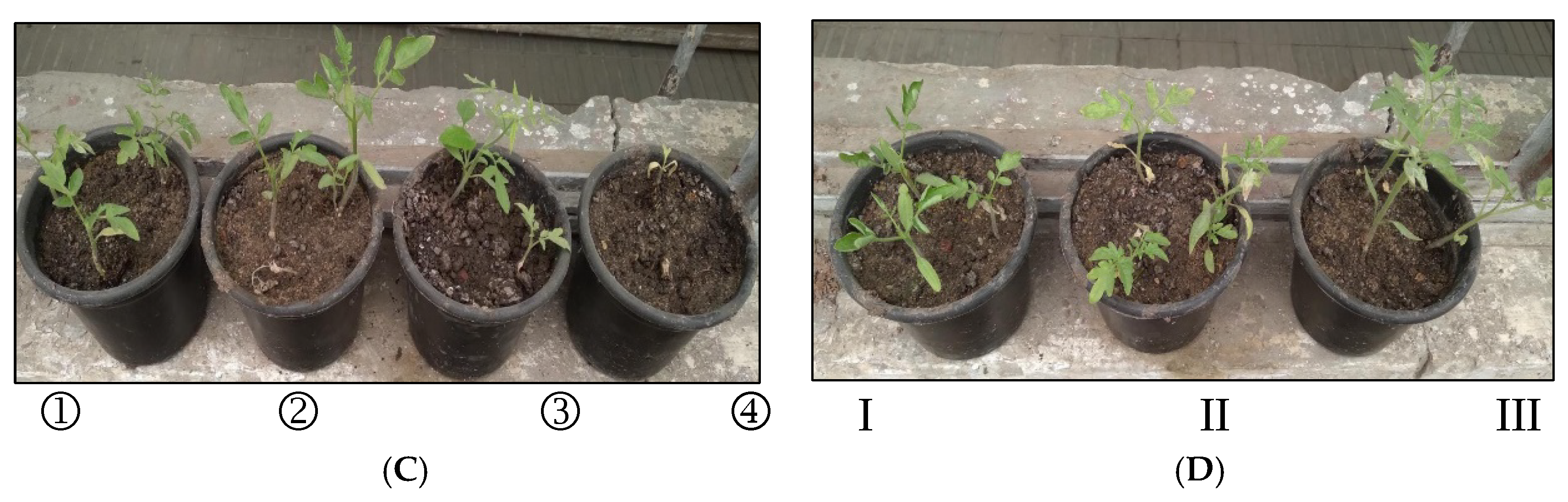 Plants 11 03542 g002b Plants 11 03542 g002b