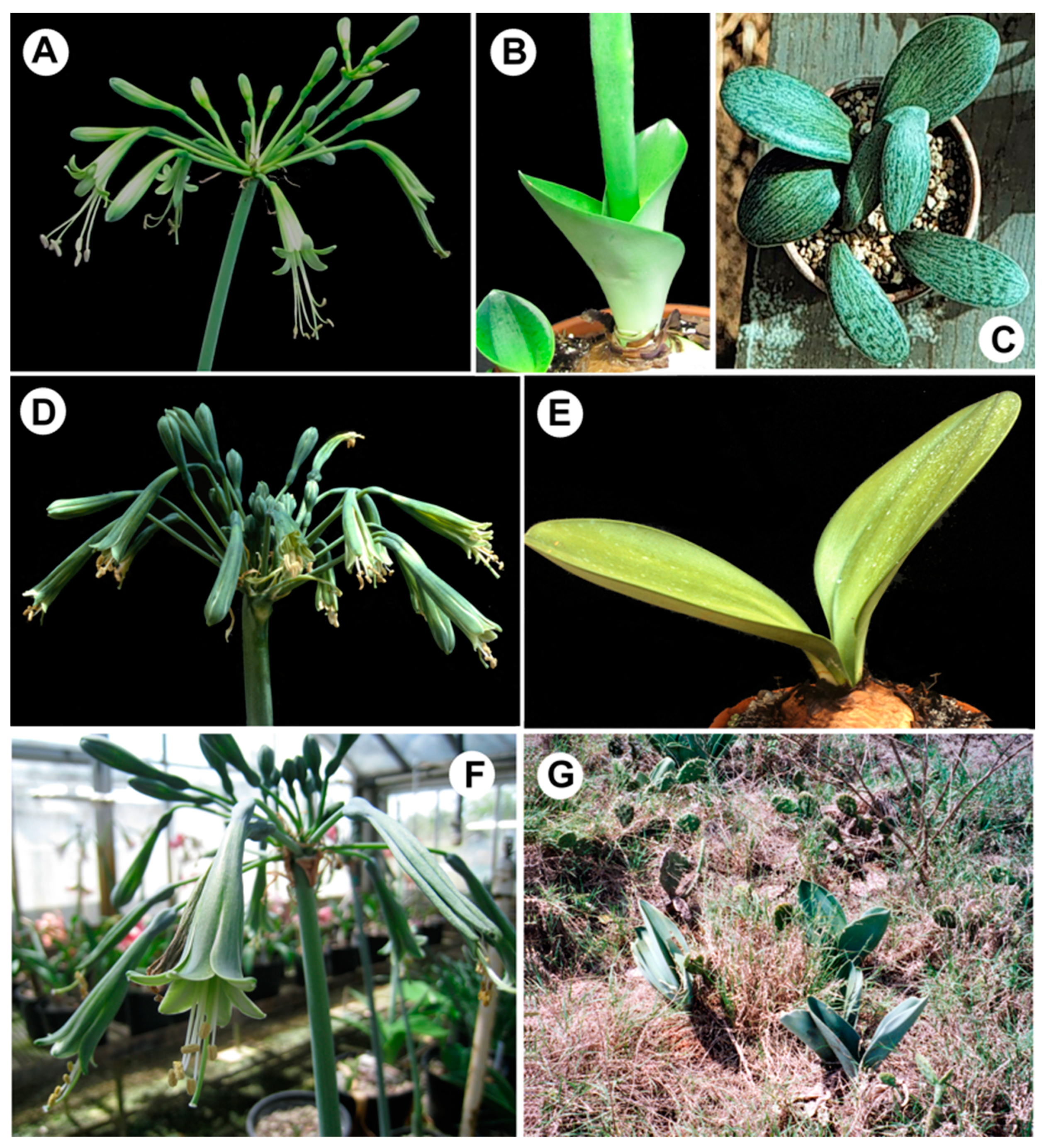 Plants 11 03549 g001 Plants 11 03549 g001