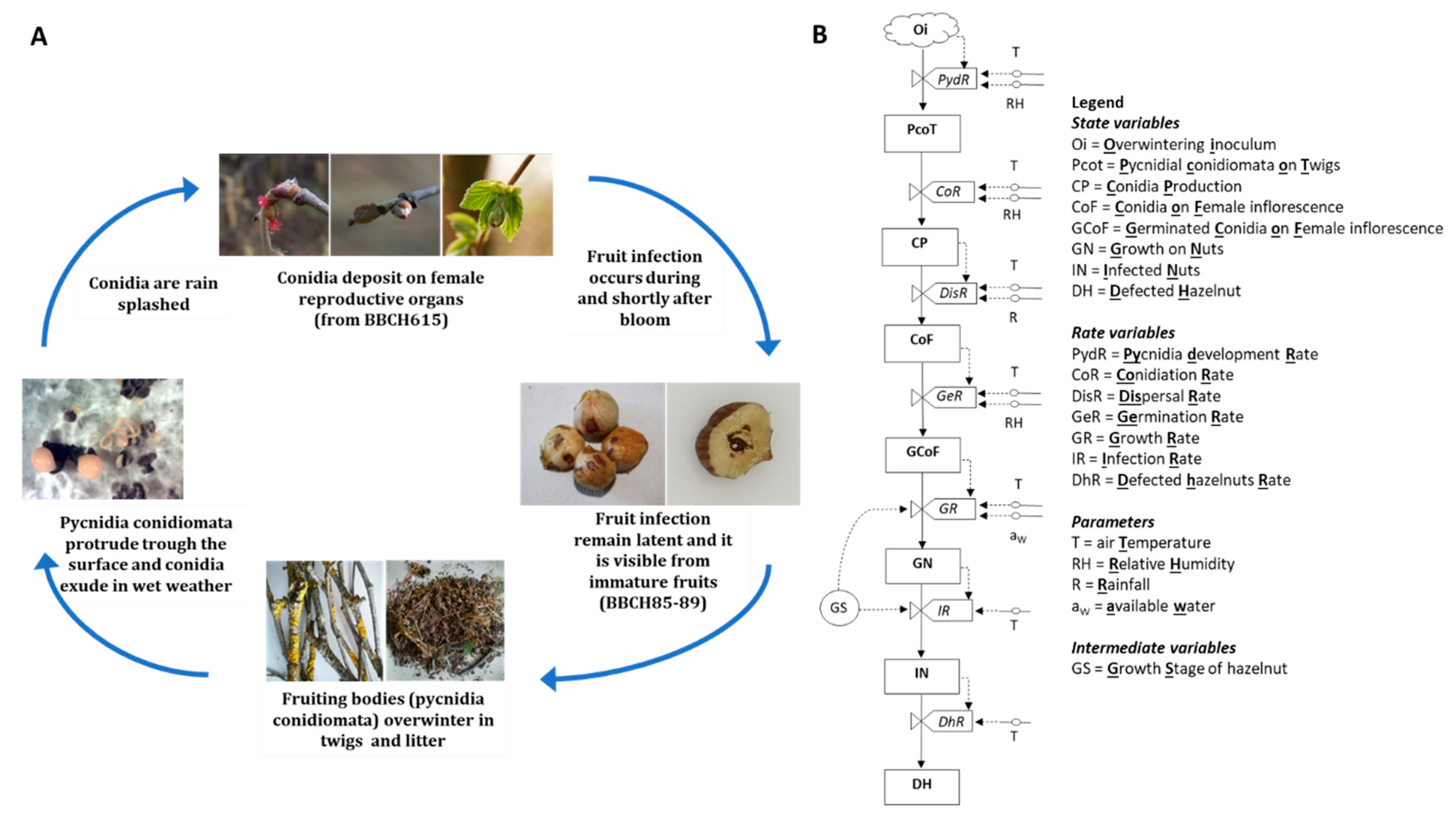 Plants 11 03553 g001