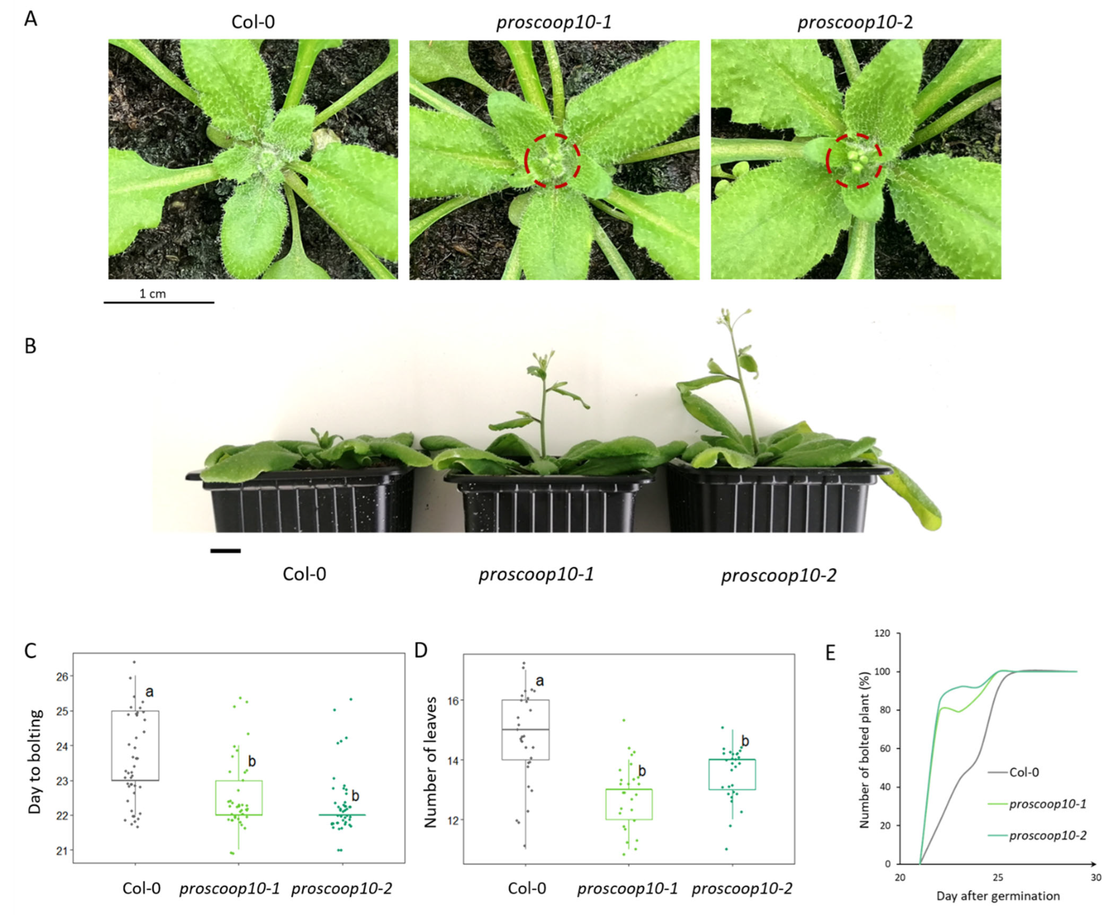 Plants 11 03554 g005 Plants 11 03554 g005