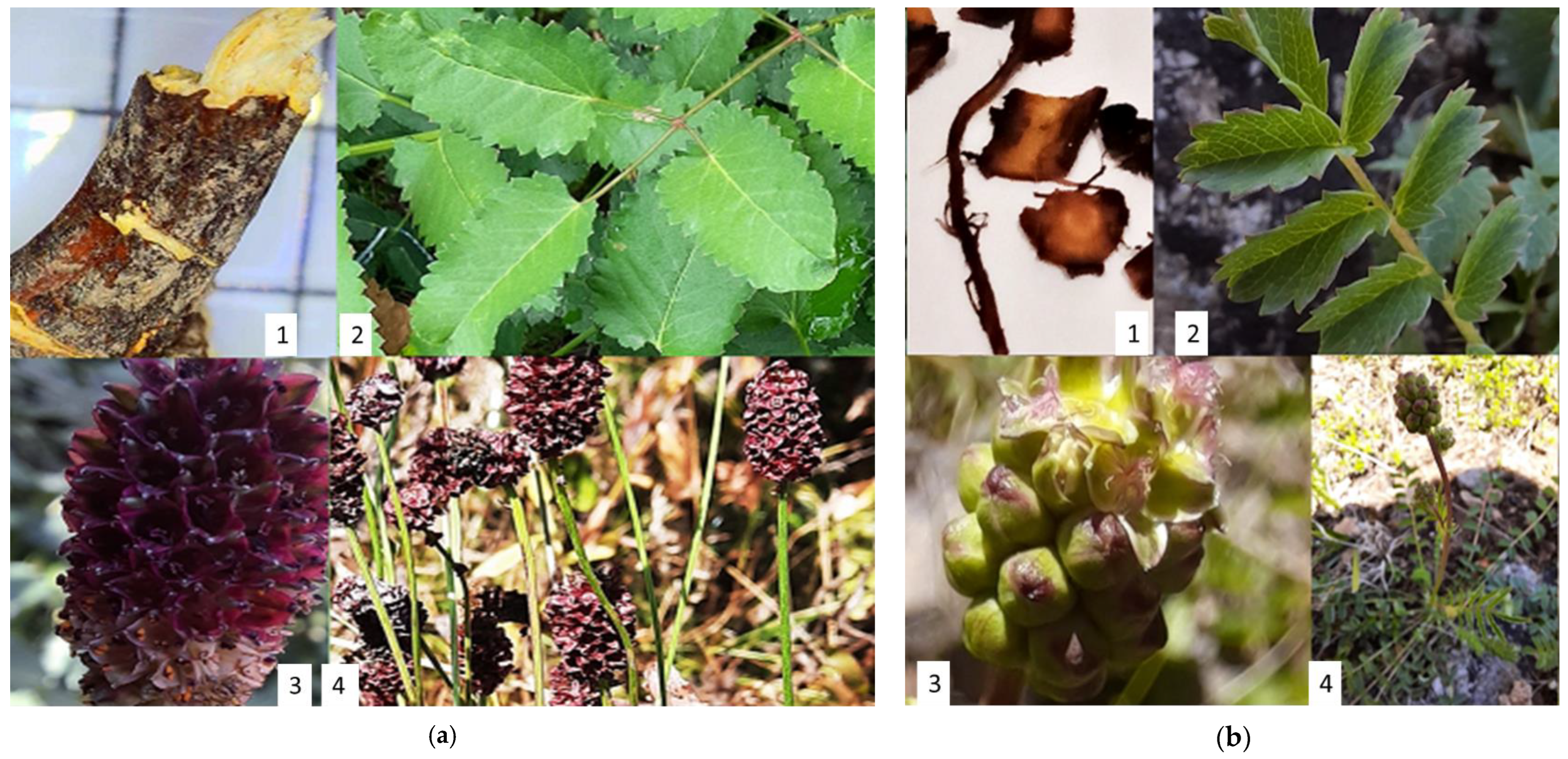 Plants | Free Full-Text | Evaluation of Polyphenolic Composition and  Antimicrobial Properties of Sanguisorba officinalis L. and Sanguisorba  minor Scop.