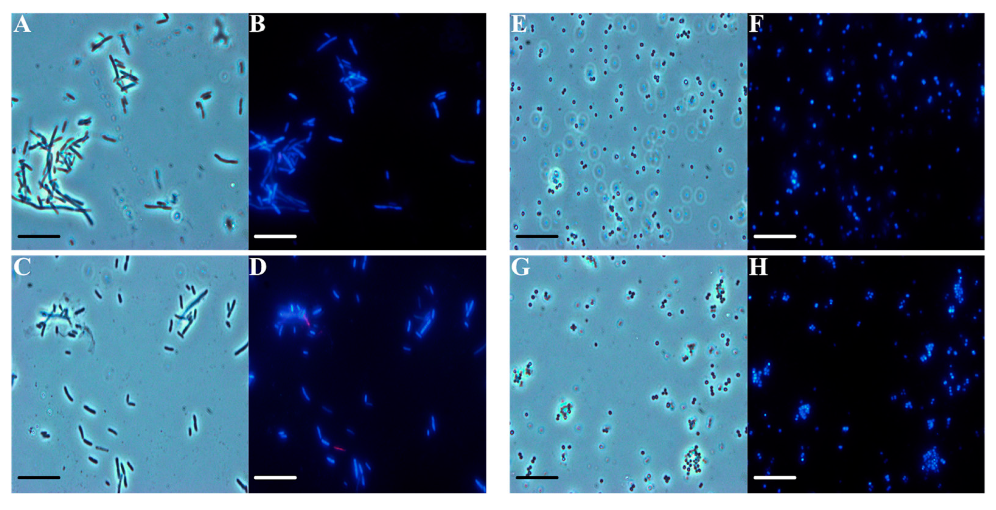 Plants 11 03573 g004 Plants 11 03573 g004