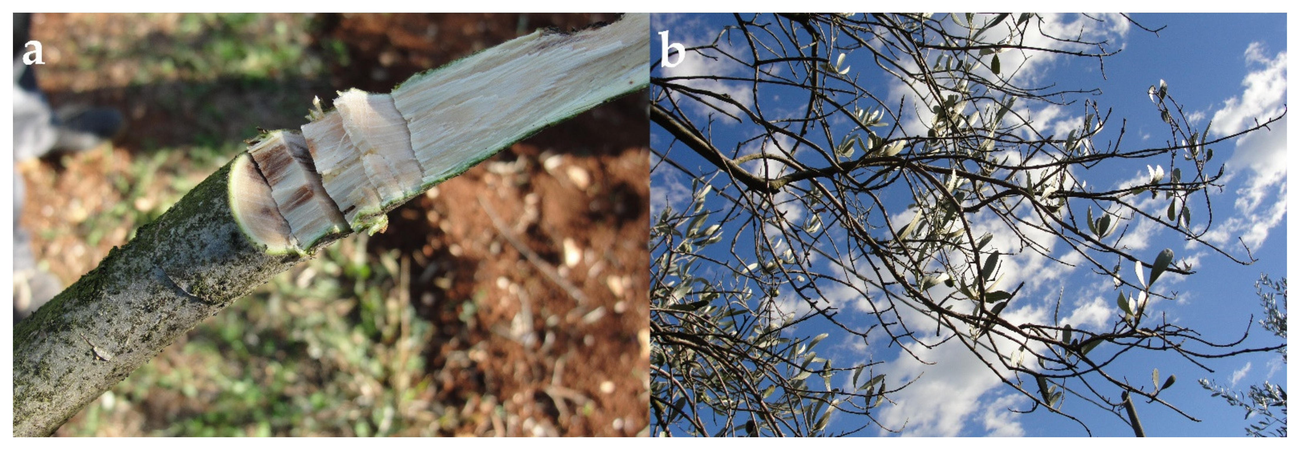 Plants 11 03578 g001 Plants 11 03578 g001