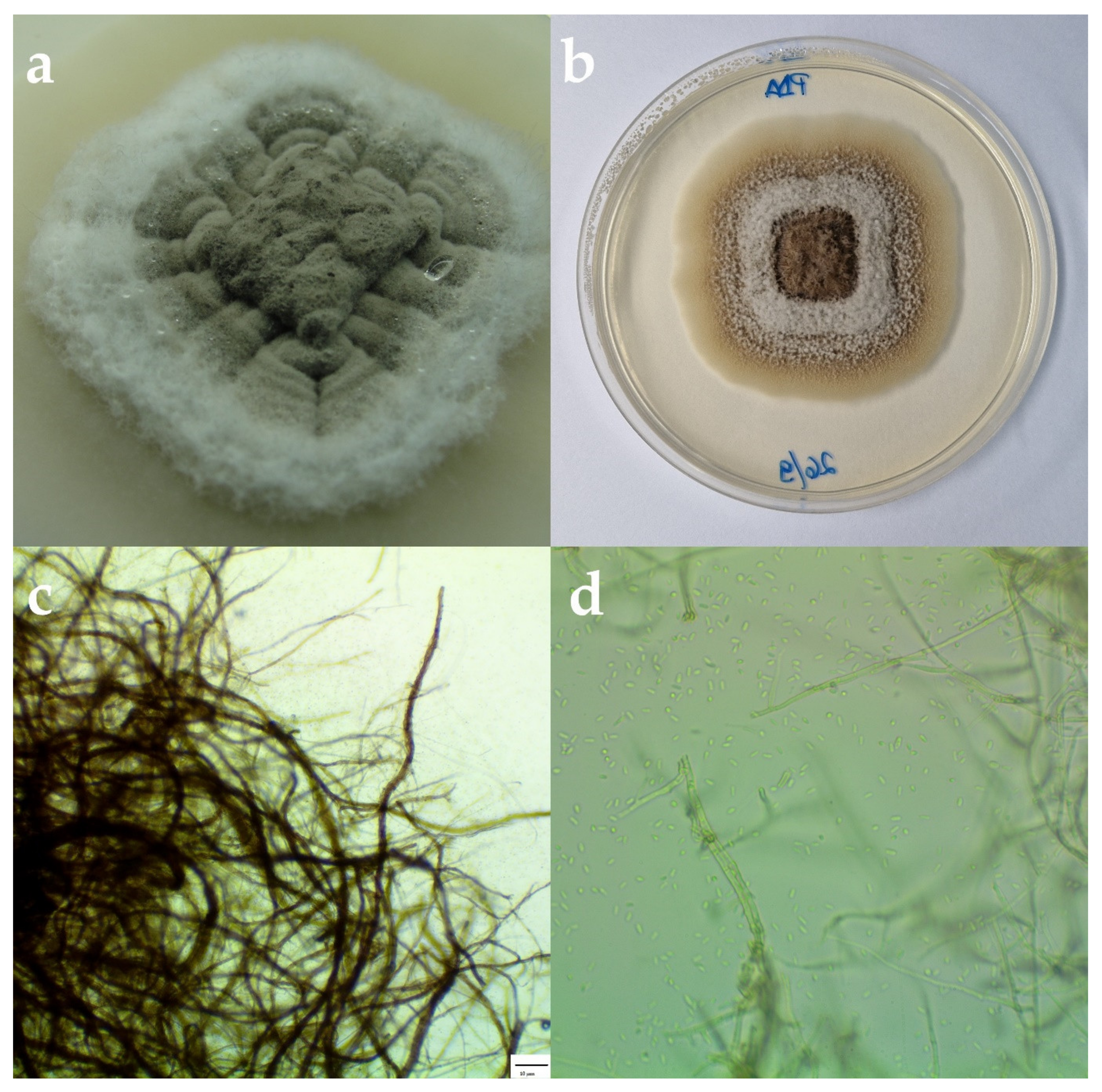 Plants 11 03578 g002 Plants 11 03578 g002