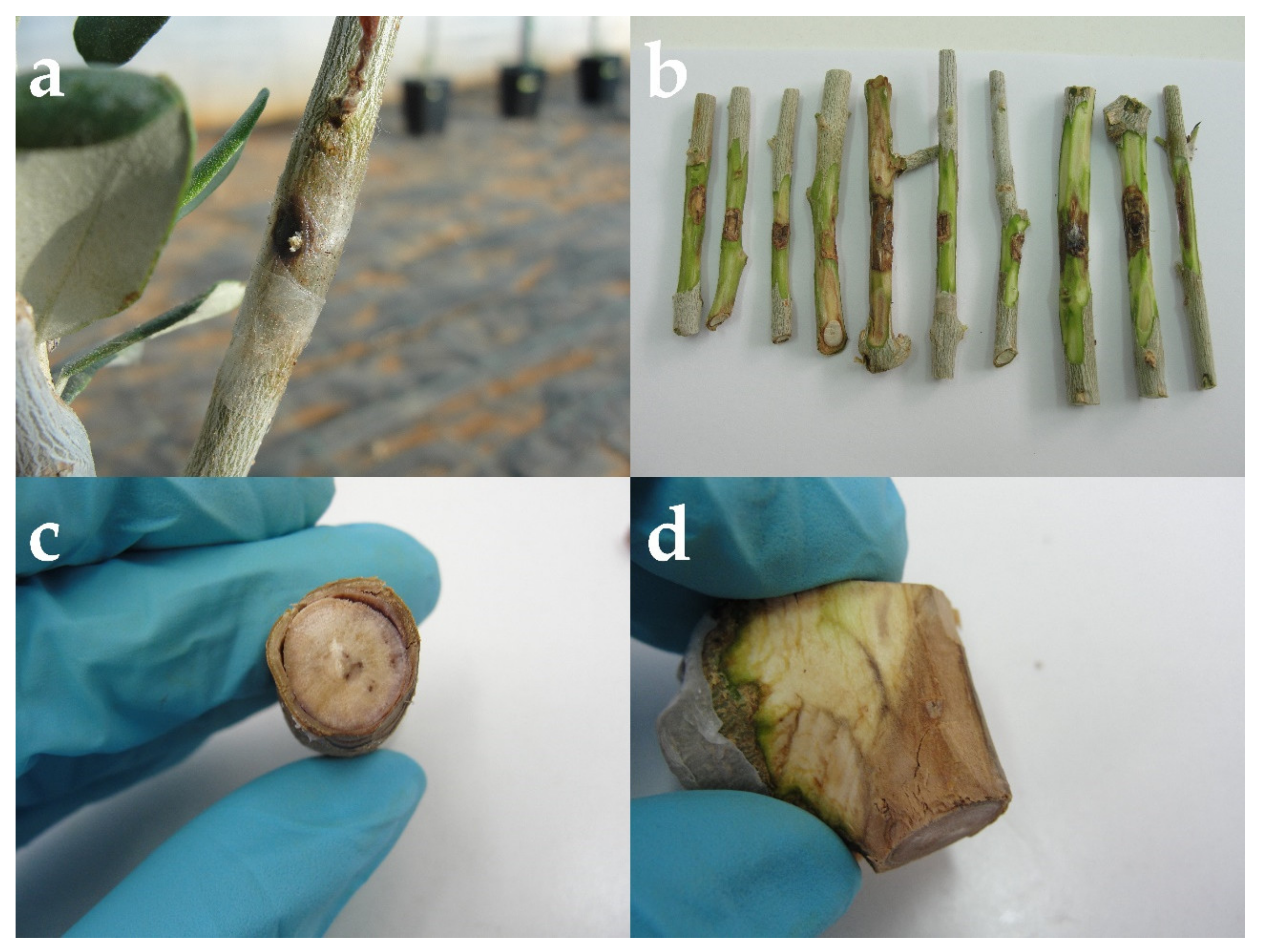 Plants 11 03578 g003 Plants 11 03578 g003