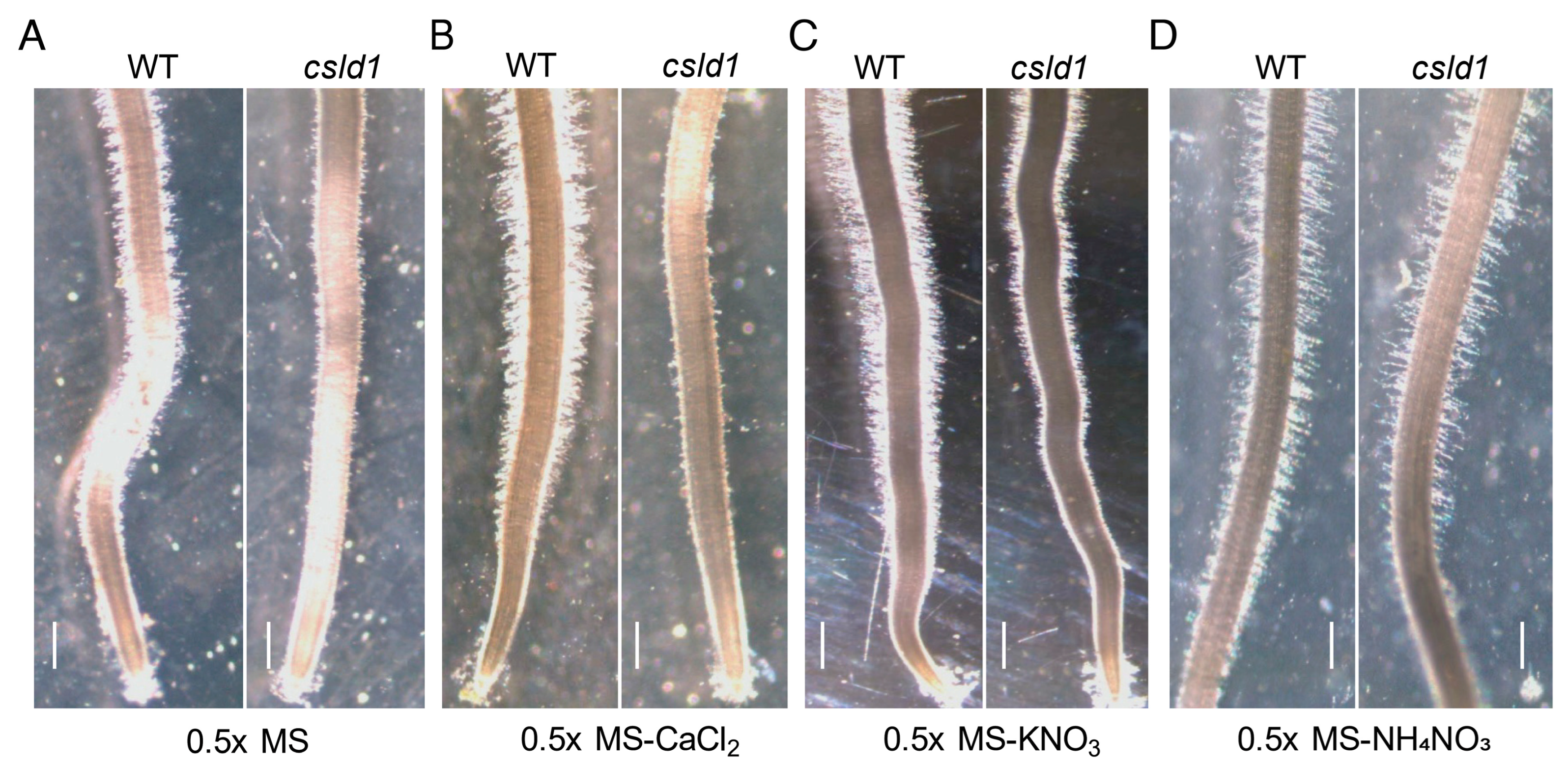 Plants 11 03580 g001 Plants 11 03580 g001