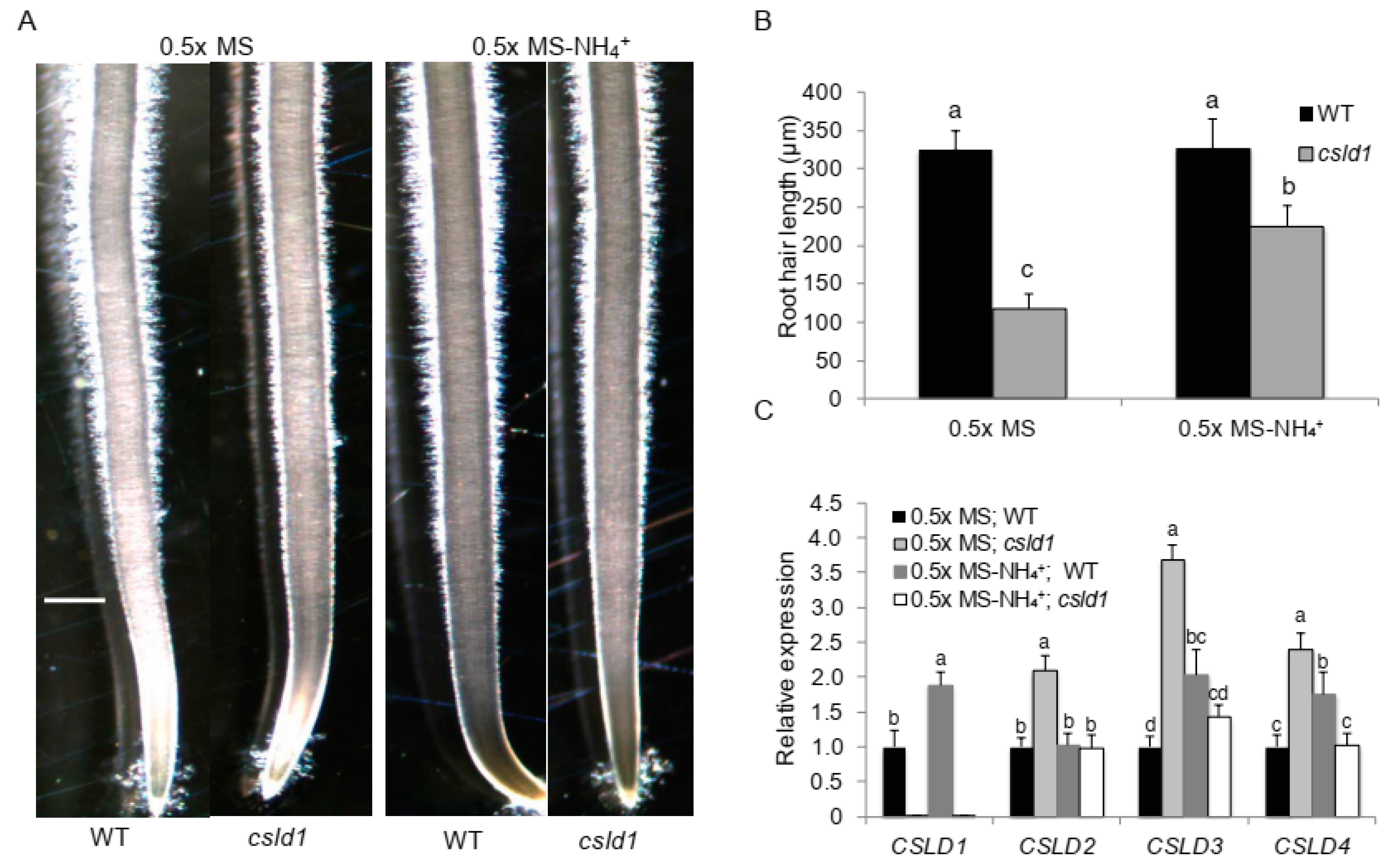 Plants 11 03580 g002 Plants 11 03580 g002