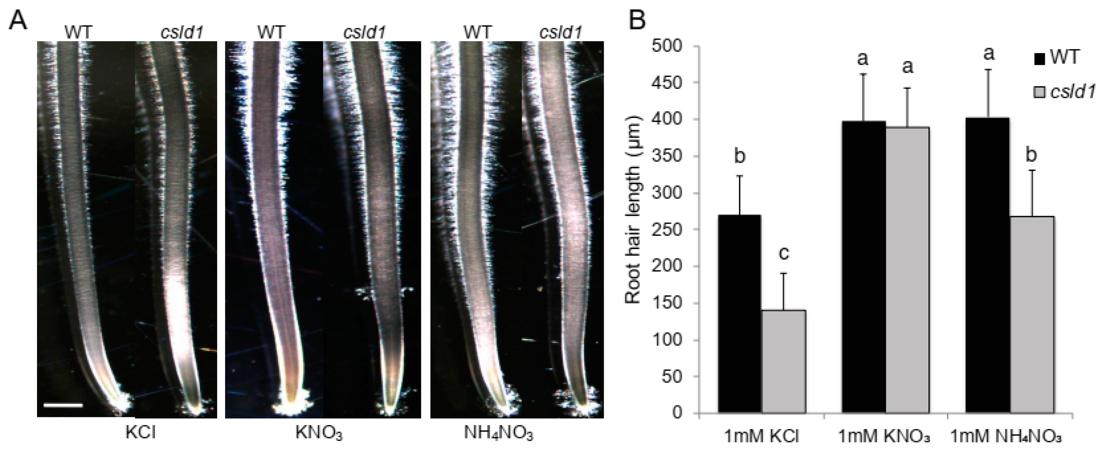 Plants 11 03580 g003 Plants 11 03580 g003