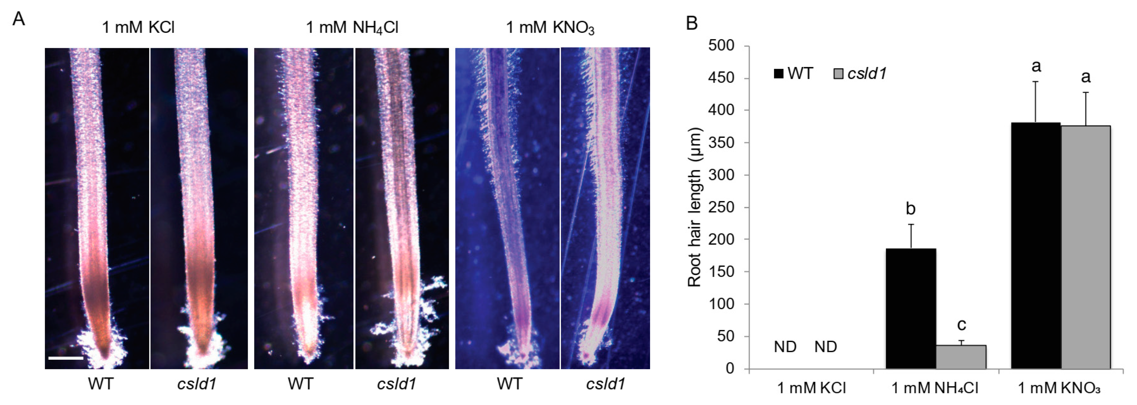 Plants 11 03580 g004 Plants 11 03580 g004