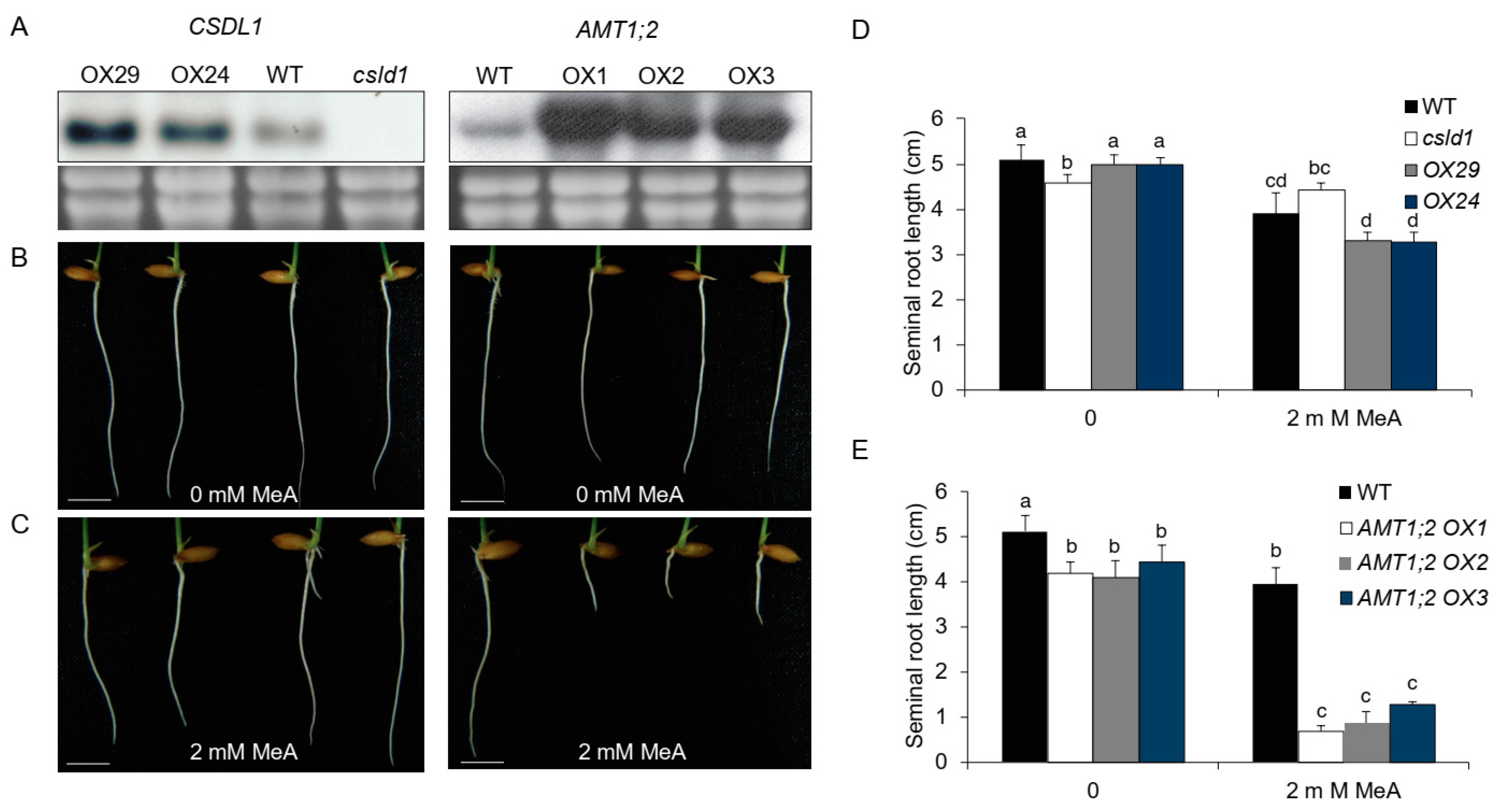 Plants 11 03580 g009 Plants 11 03580 g009