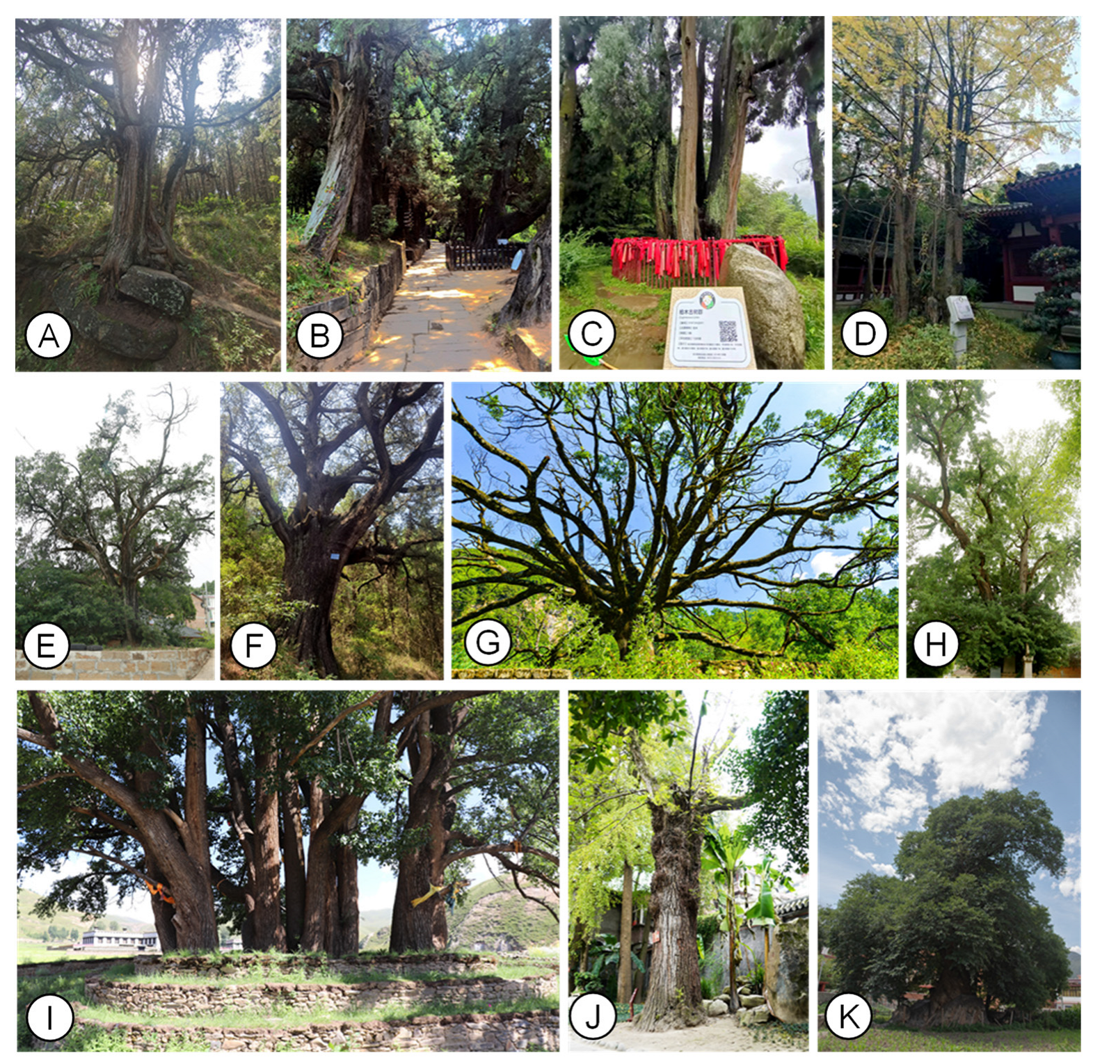 Plants 11 03581 g005 Plants 11 03581 g005