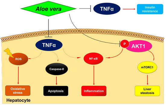 Network Pharmacology and Molecular Docking Study on the Multi-Target  Mechanisms of Aloe vera for Non-Alcoholic Steatohepatitis Treatment