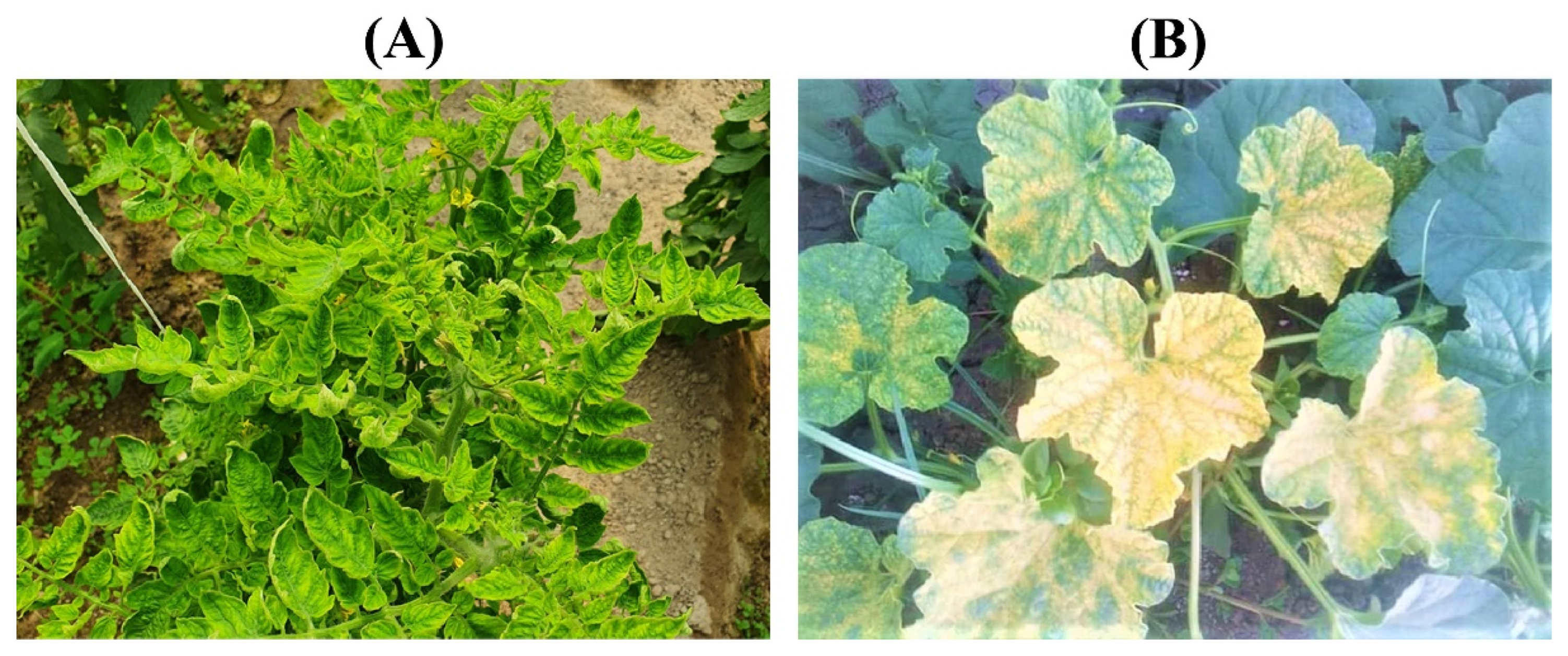 Plants 12 00006 g001