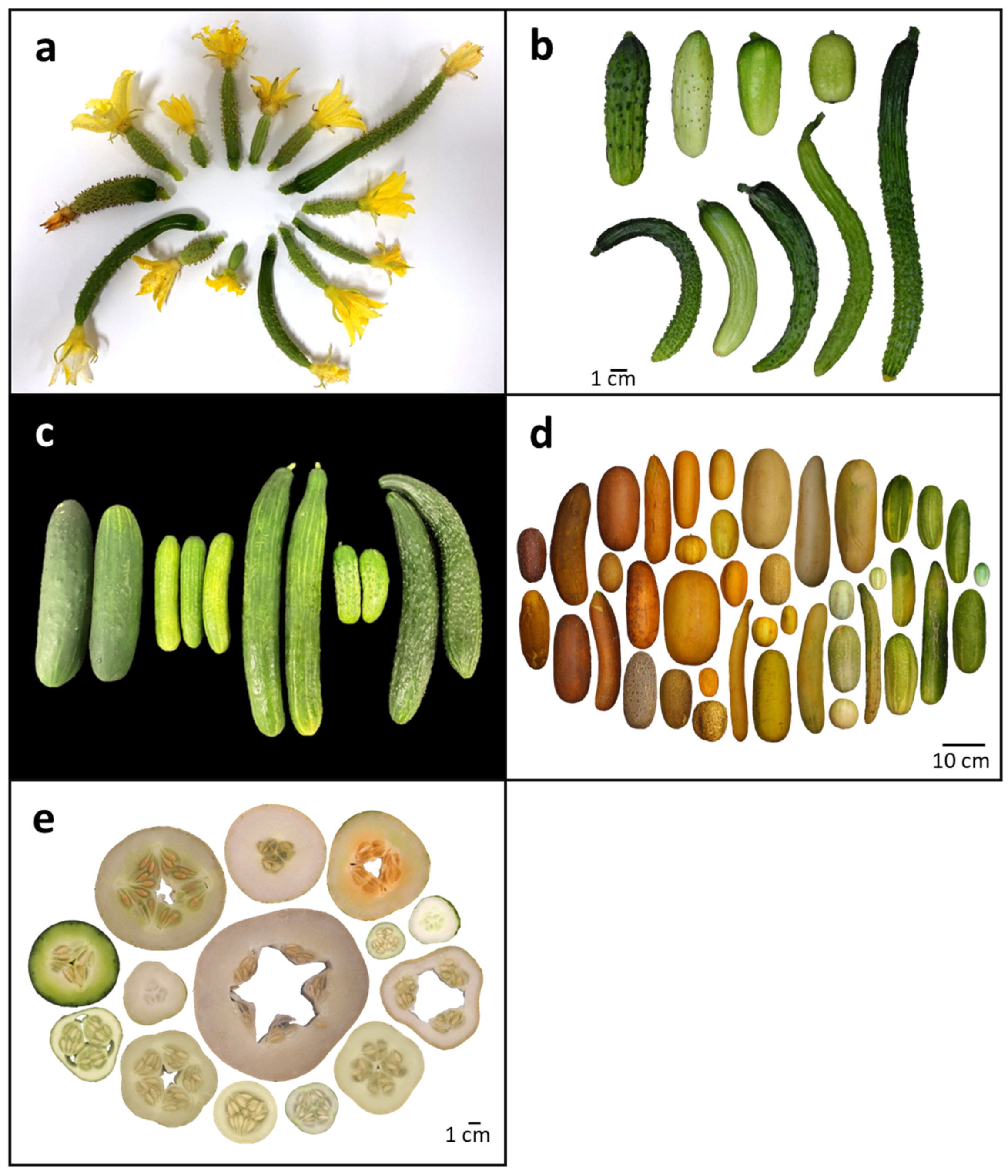 Plants Free Full-Text Morphological and Genetic Diversity of Cucumber (Cucumis sativus L.) Fruit Development pic