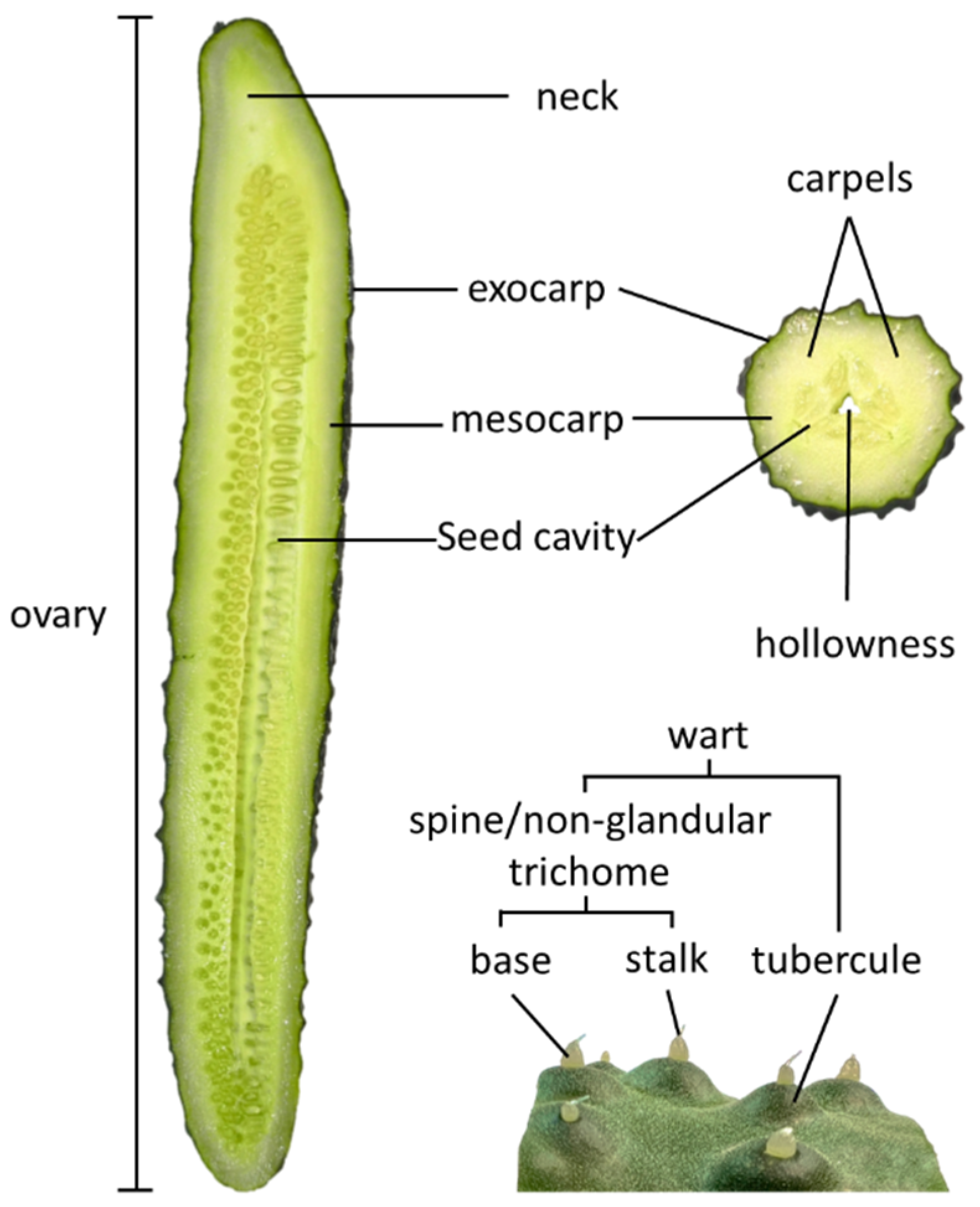 Plants | Free Full-Text | Morphological and Genetic Diversity of 