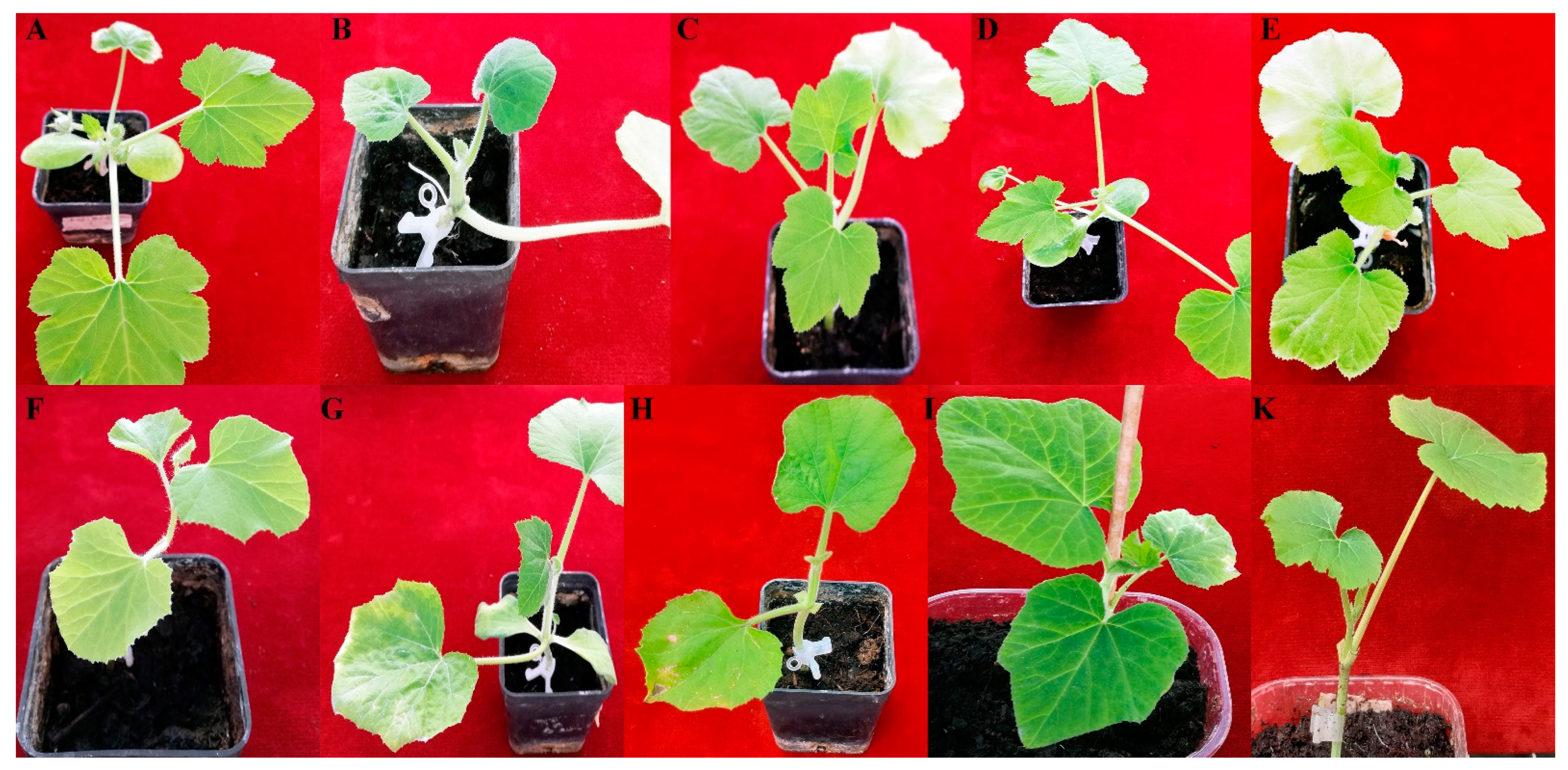 Plants 12 00037 g004 Plants 12 00037 g004