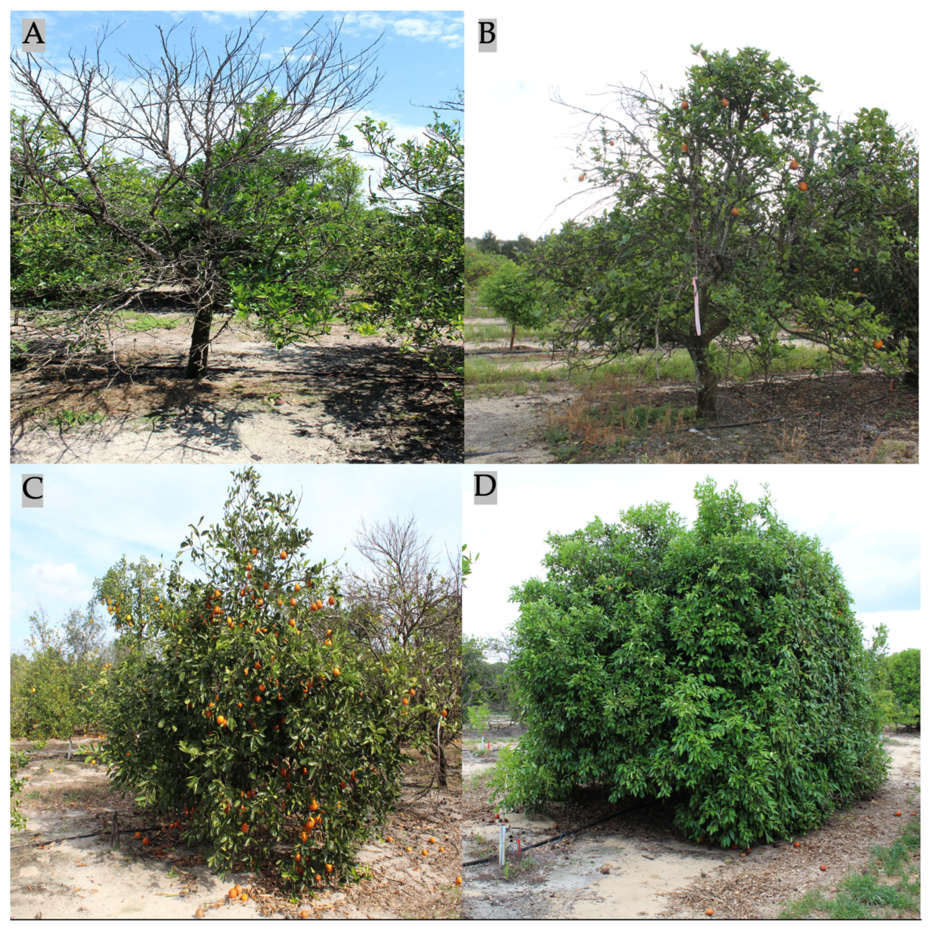 Plants 12 00042 g001