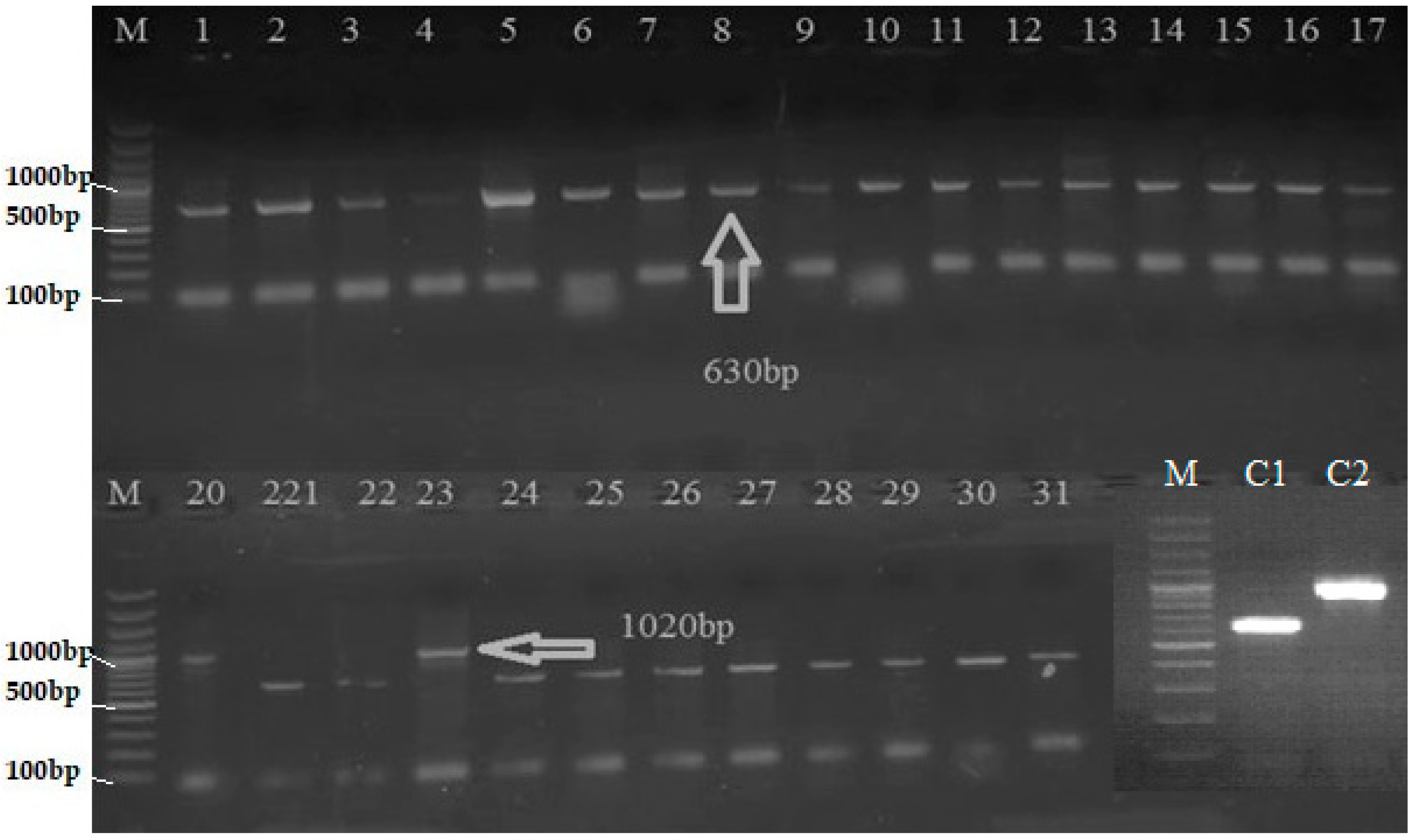 Plants 12 00046 g001 Plants 12 00046 g001