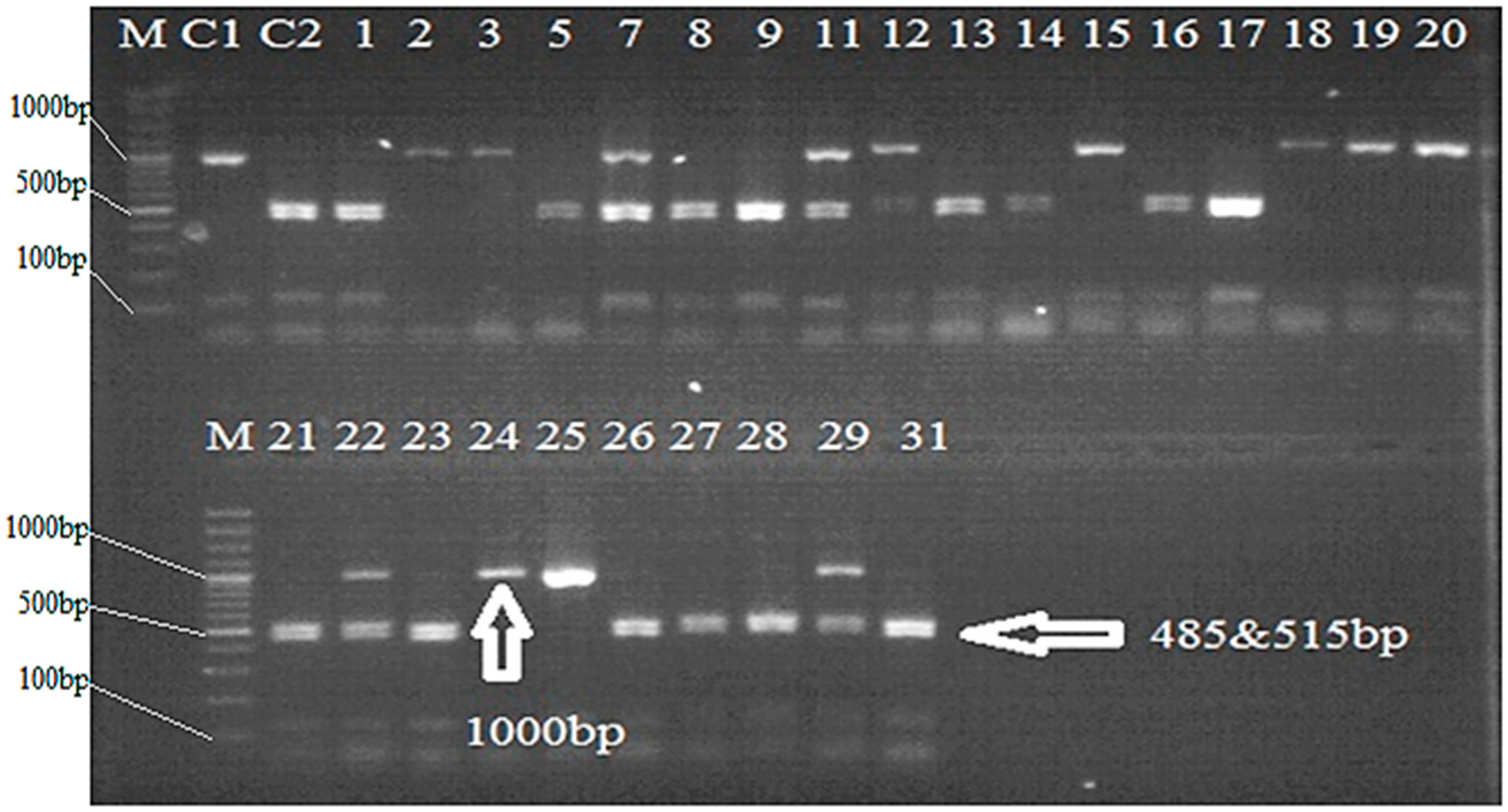 Plants 12 00046 g002 Plants 12 00046 g002